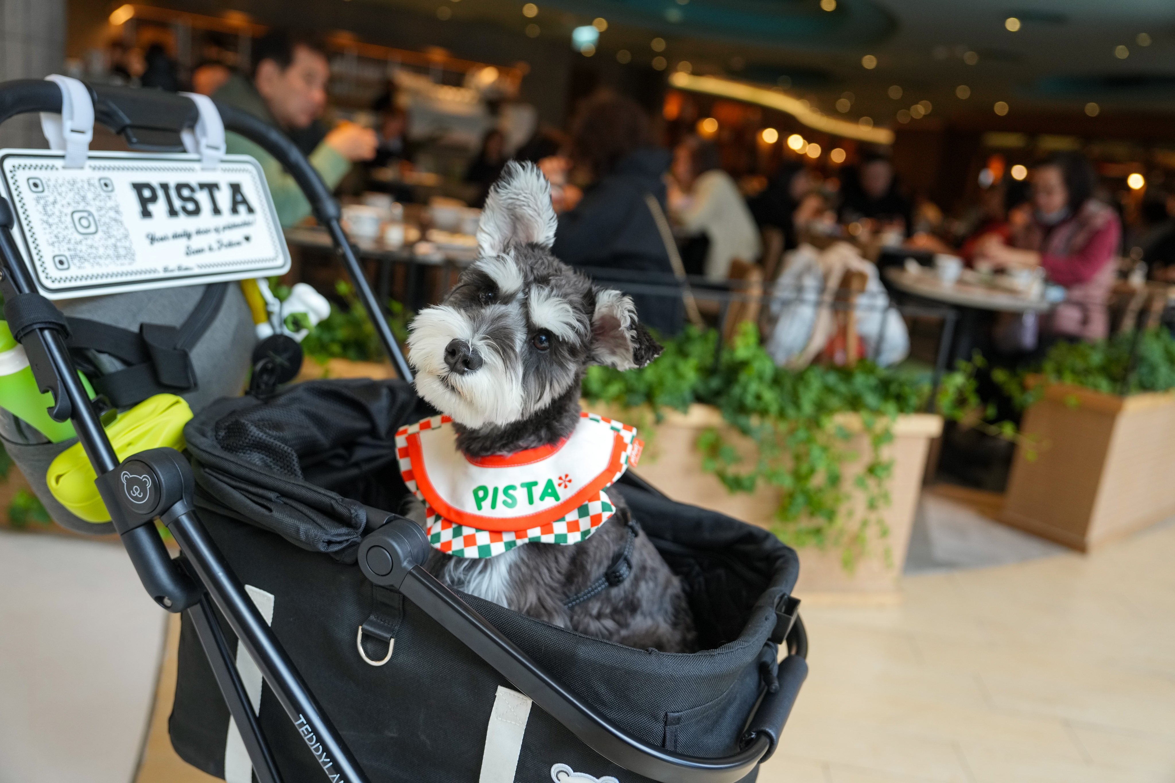 A schnauzer in a pram at a New Town Plaza restaurant in Sha Tin. Photo: Sam Tsang