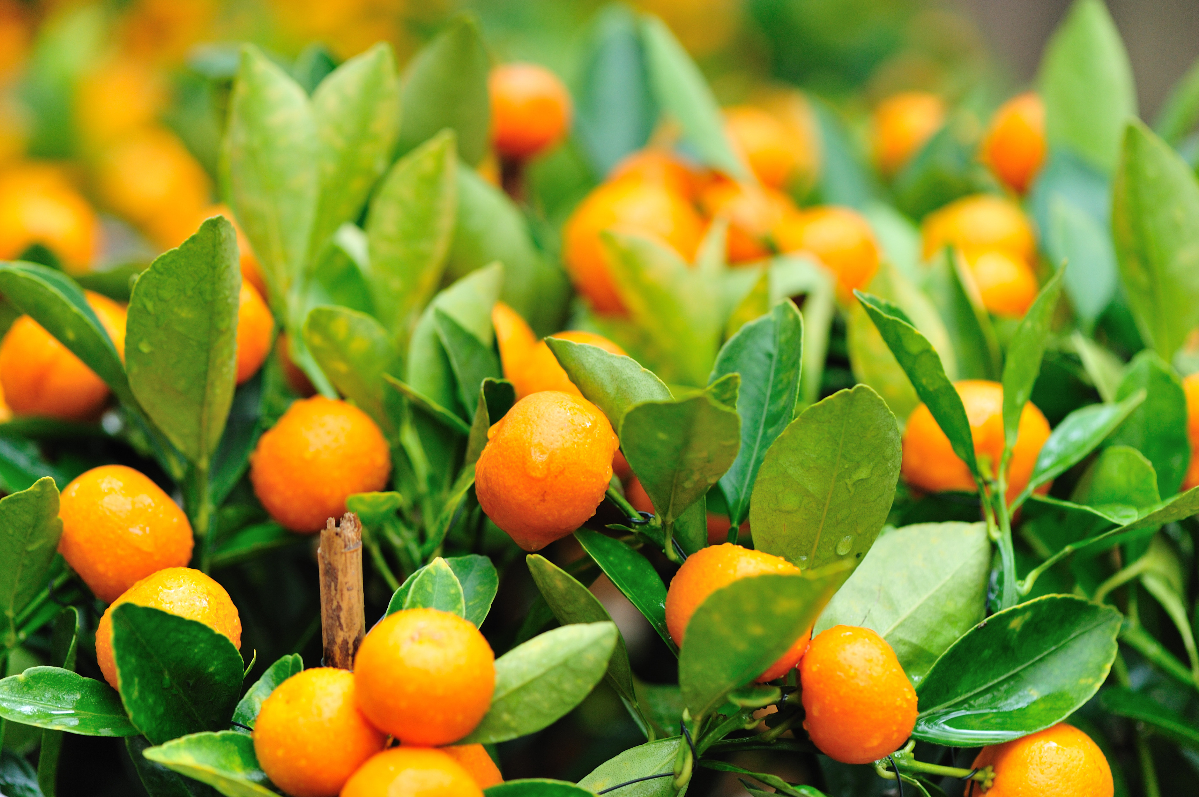 Kumquat trees are popular during the Lunar New Year because they represent good fortune. Photo: Shutterstock