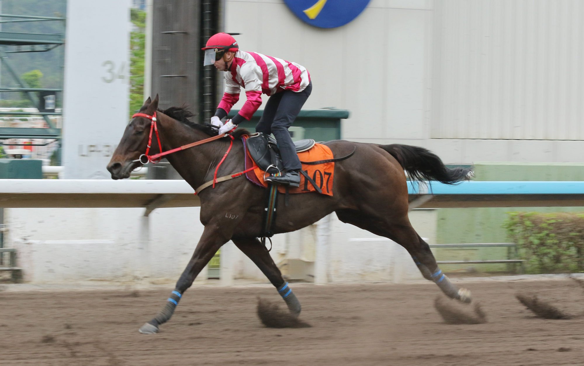 Enthusium trials under Brenton Avdulla at Sha Tin in November.