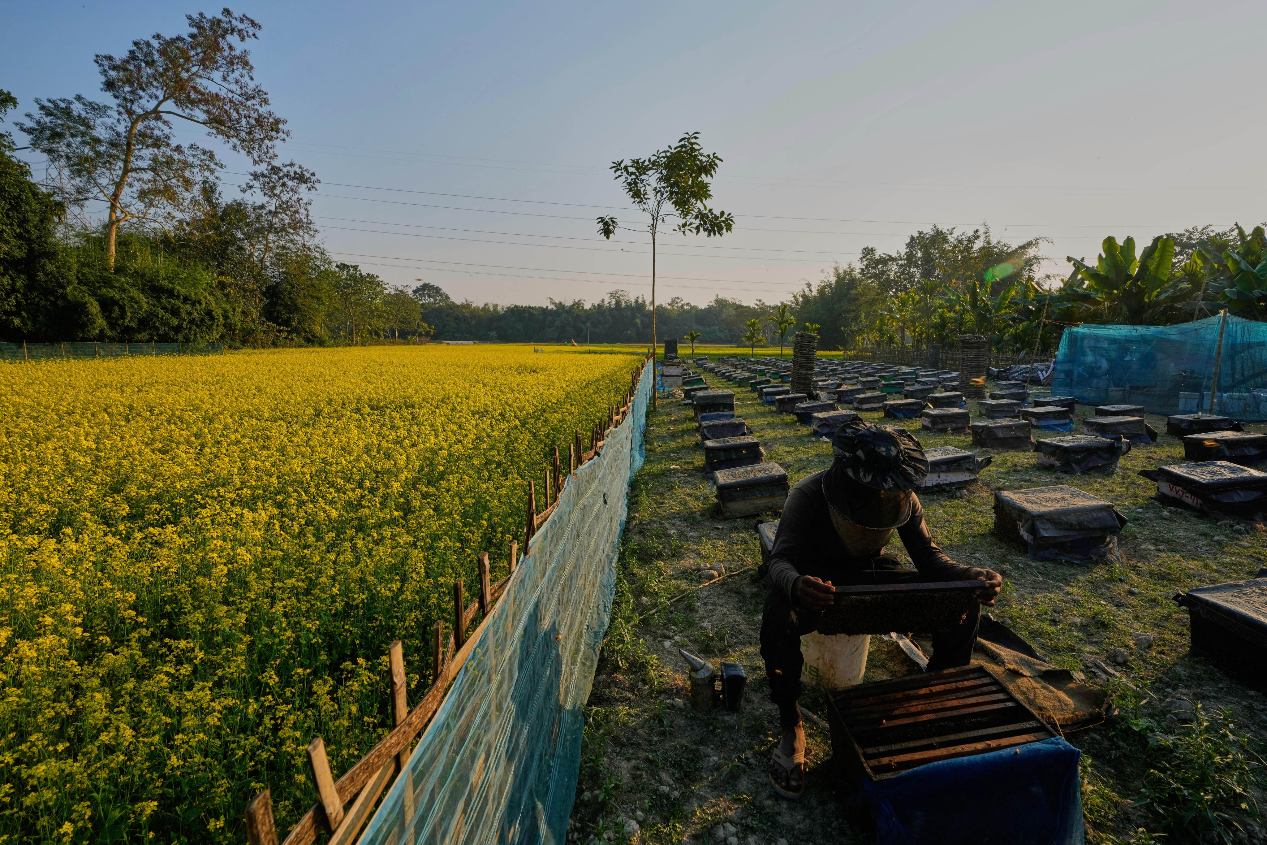 Beekeepers in the Assam region of India are facing climate change challenges that impact the production of honey. Photo: AP