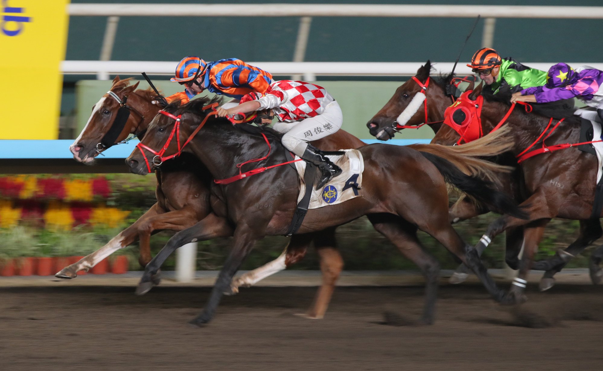 Night Purosangue (inside) clings on to defy Courier Magic at Sha Tin in October. Night Purosangue (inside) clings on to defy Courier Magic at Sha Tin in October.