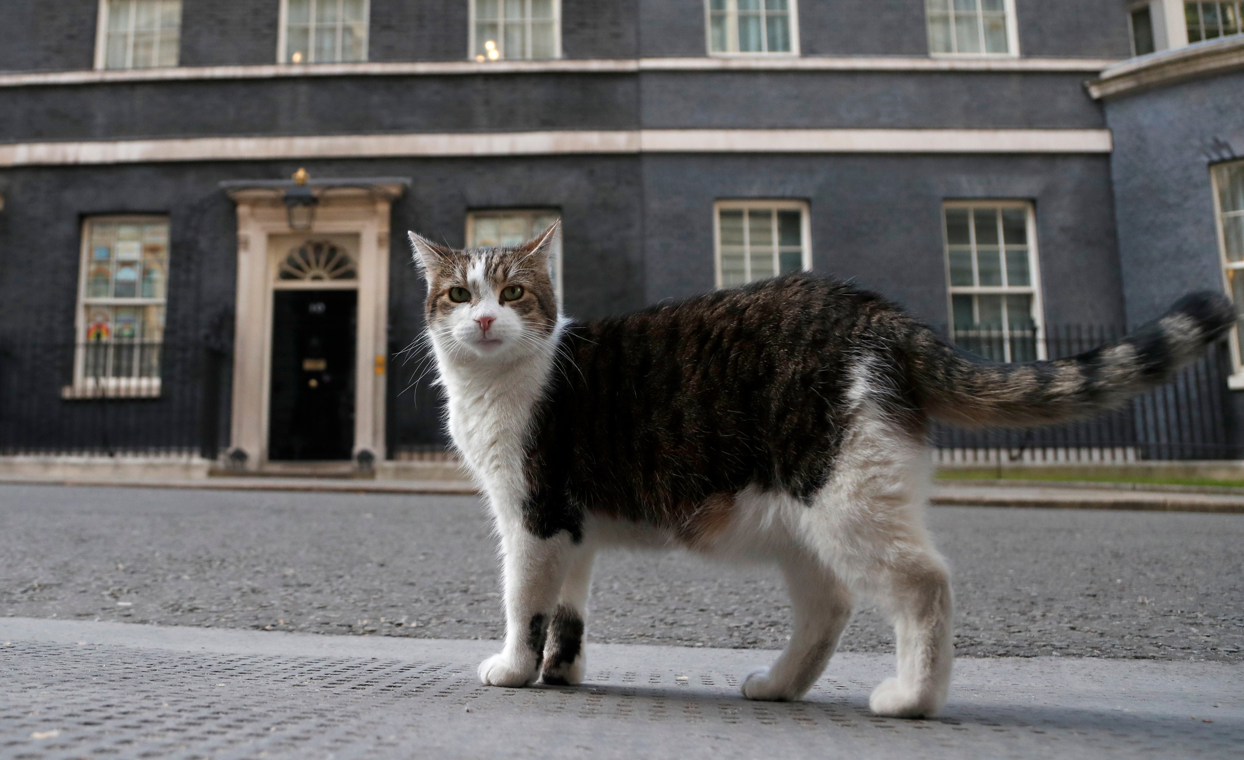Larry, the official 10 Downing Street cat. File photo: AP