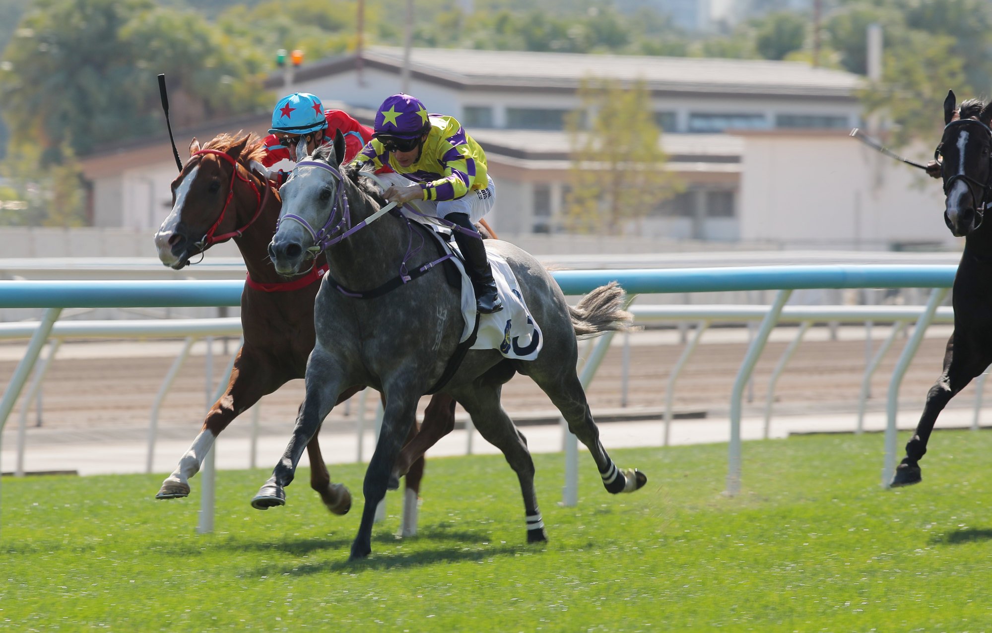 Elite Golf (grey) sticks his neck out at Sha Tin. Elite Golf (grey) sticks his neck out at Sha Tin.