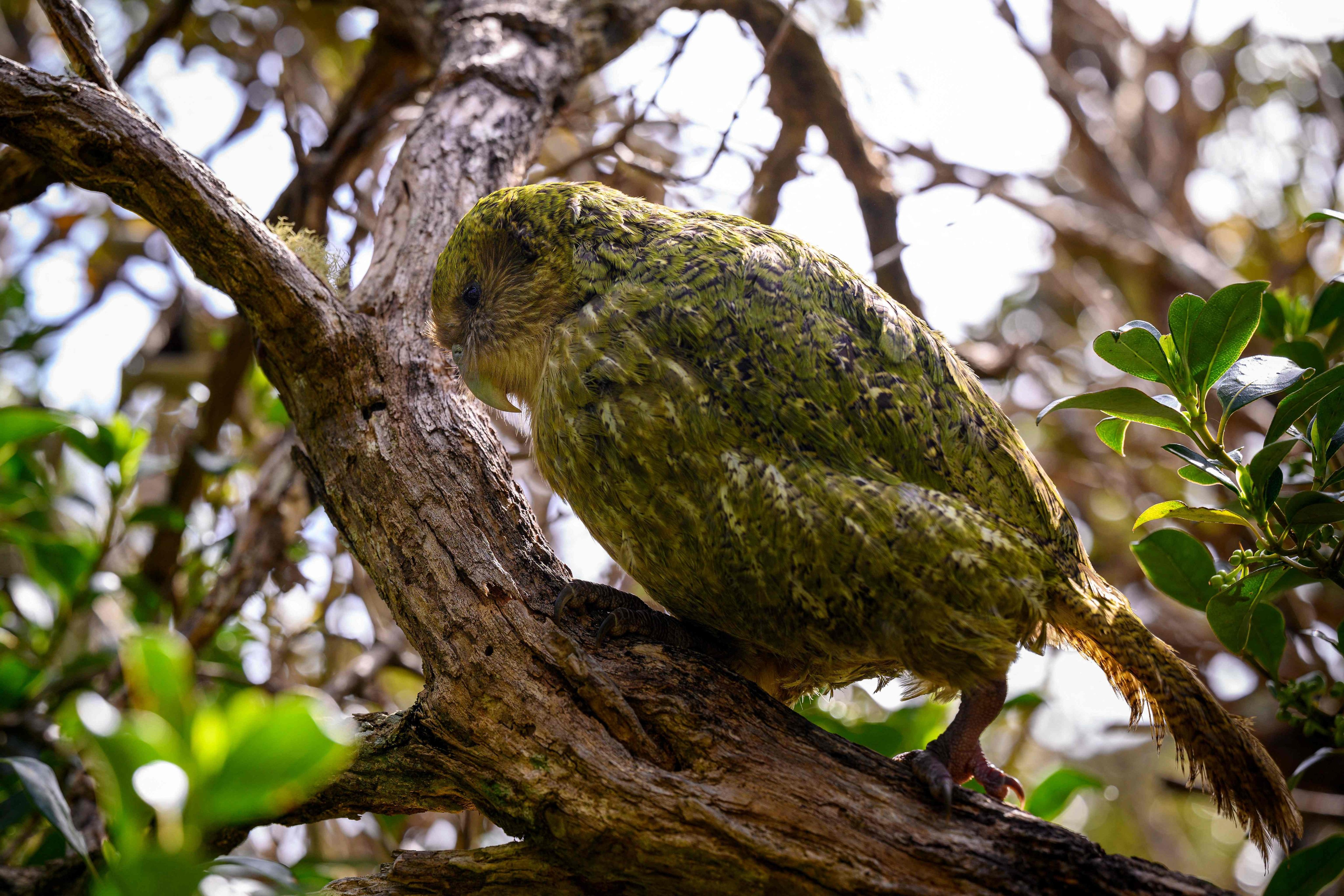 This photo released by the Department of Conservation New Zealand on January 9, 2026, shows a male kakapo sitting on a tree on Codfish Island in New Zealand. Photo: Jake Osborne/ Department of Conservation New Zealand/ AFP