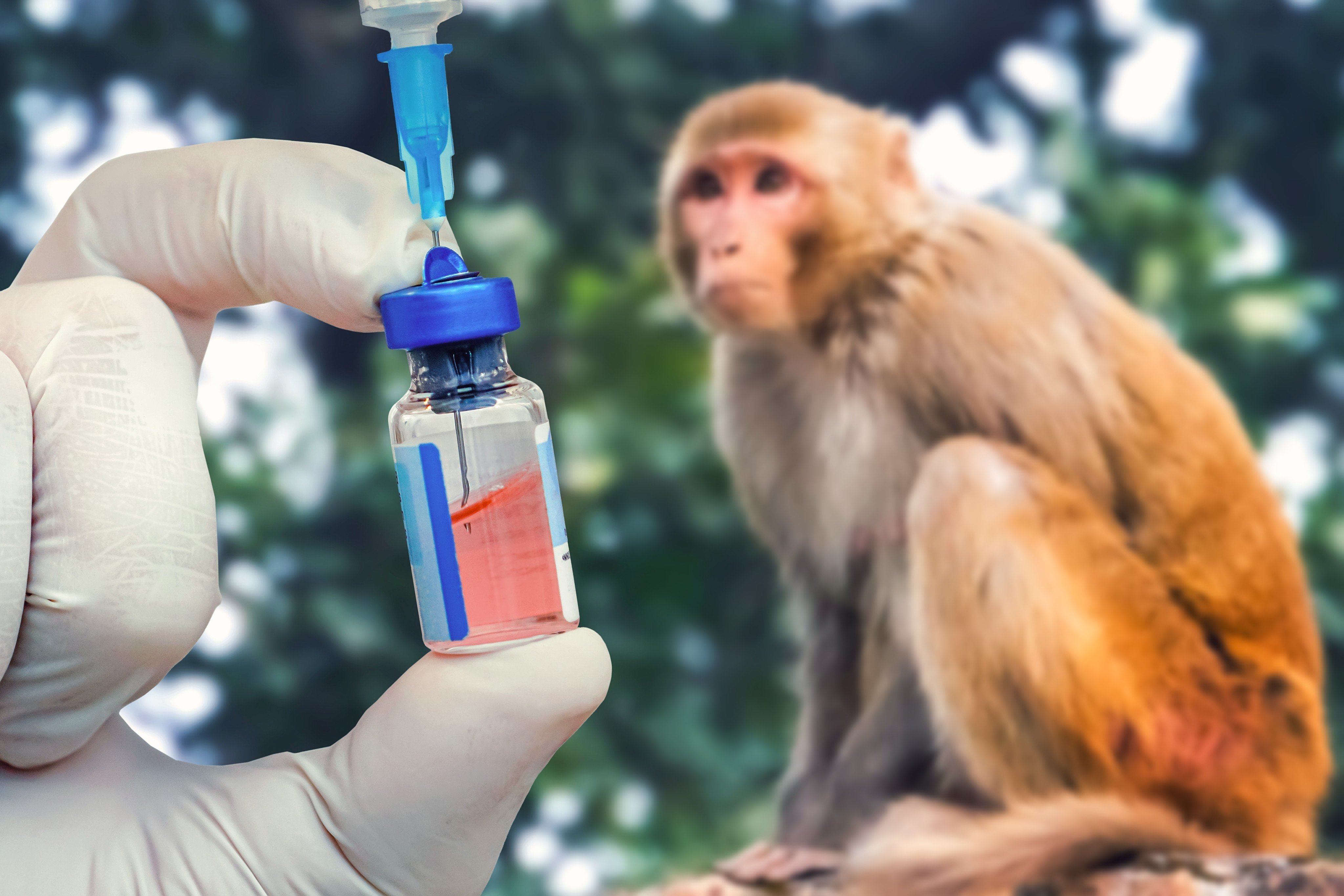 Boom Biotecnológico da China Eleva Preço de Macacos de Laboratório a Níveis Surpreendentes