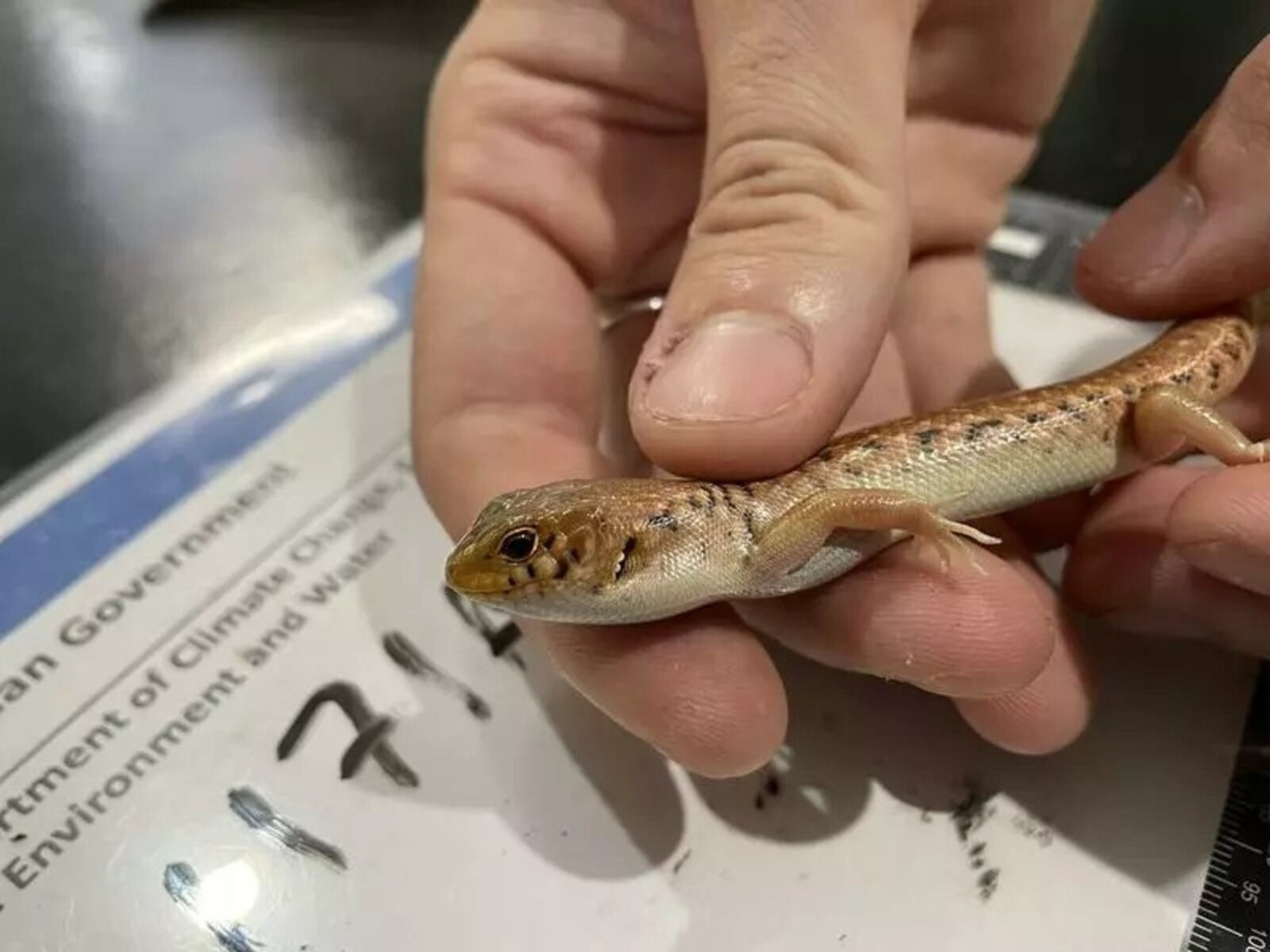 One of the reptiles rescued from being mailed in a package. Photo: Department of Climate Change, Energy, the Environment and Water