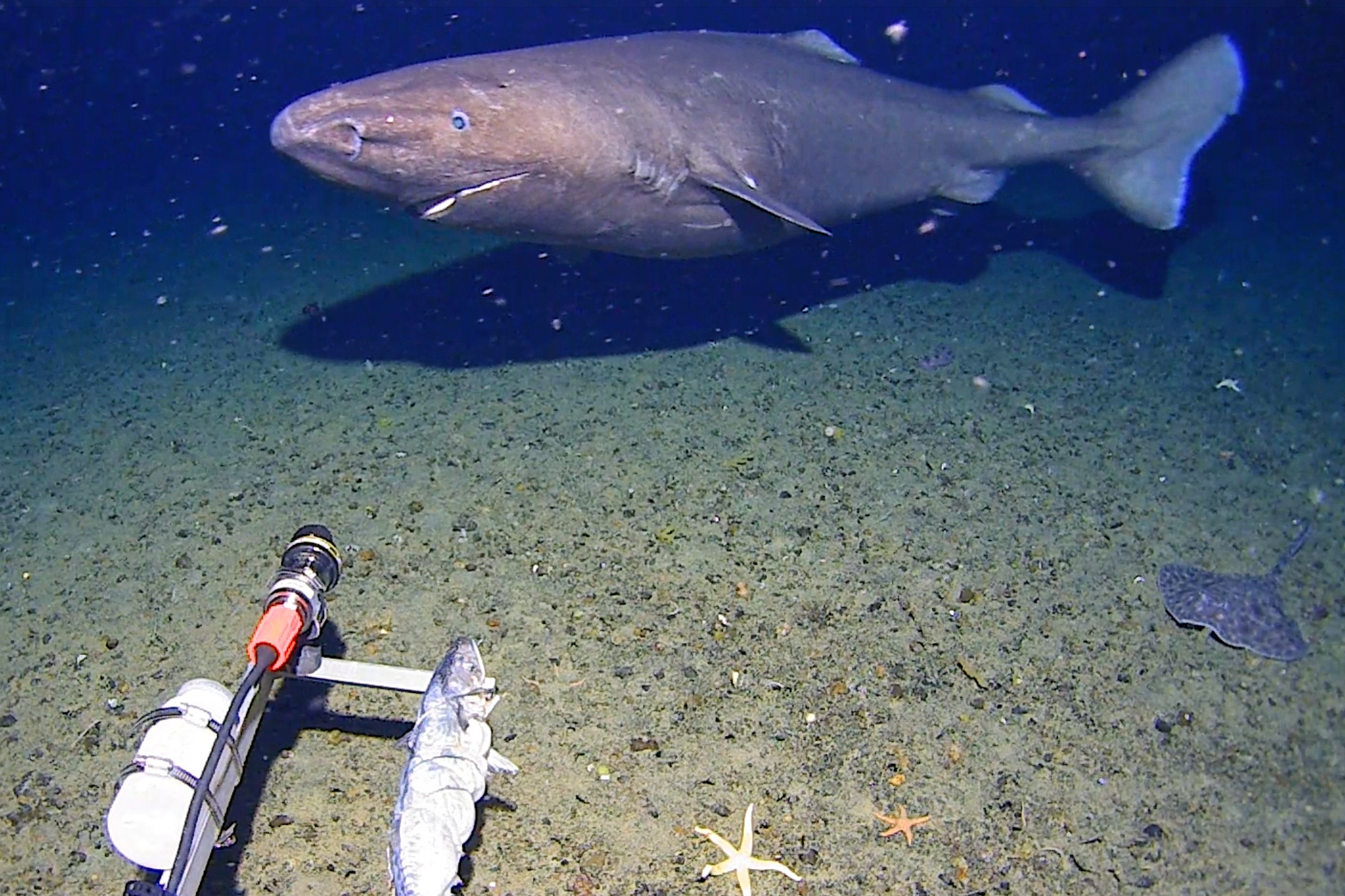 A sleeper shark swims into the spotlight of a video camera in Antarctica in January 2025. Photo: Minderoo-UWA Deep-Sea Research Centre, Inkfish, Kelpie Geoscience via AP
