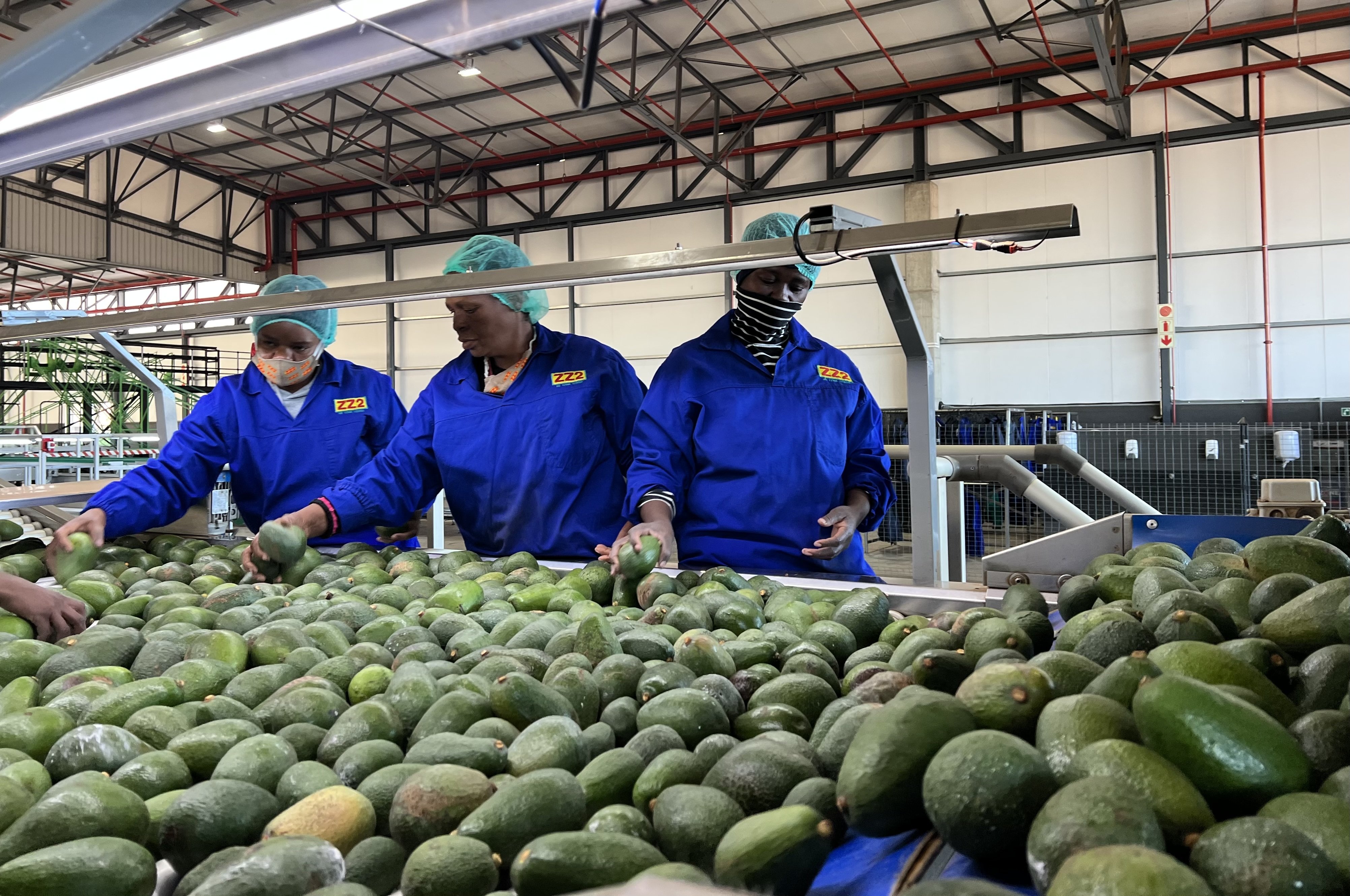 South African exports to China include fruit, grains, wine, rooibos tea and minerals. Photo: China News Service via Getty Images