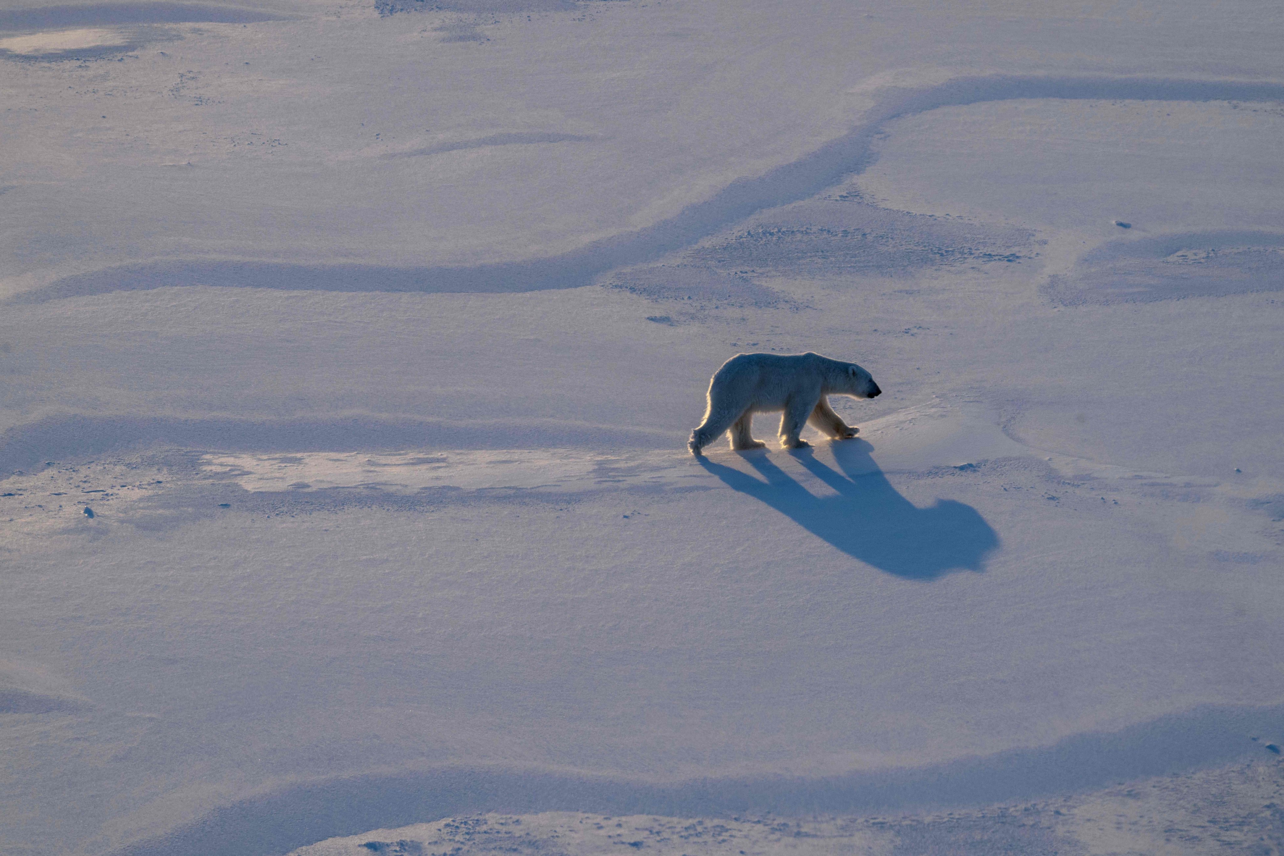 Polar bears are the poster children of climate change – and for good reason. The giant bears hunt, mate and spend their days hanging out on Arctic sea ice, which is rapidly melting as the climate warms. Photos: AFP