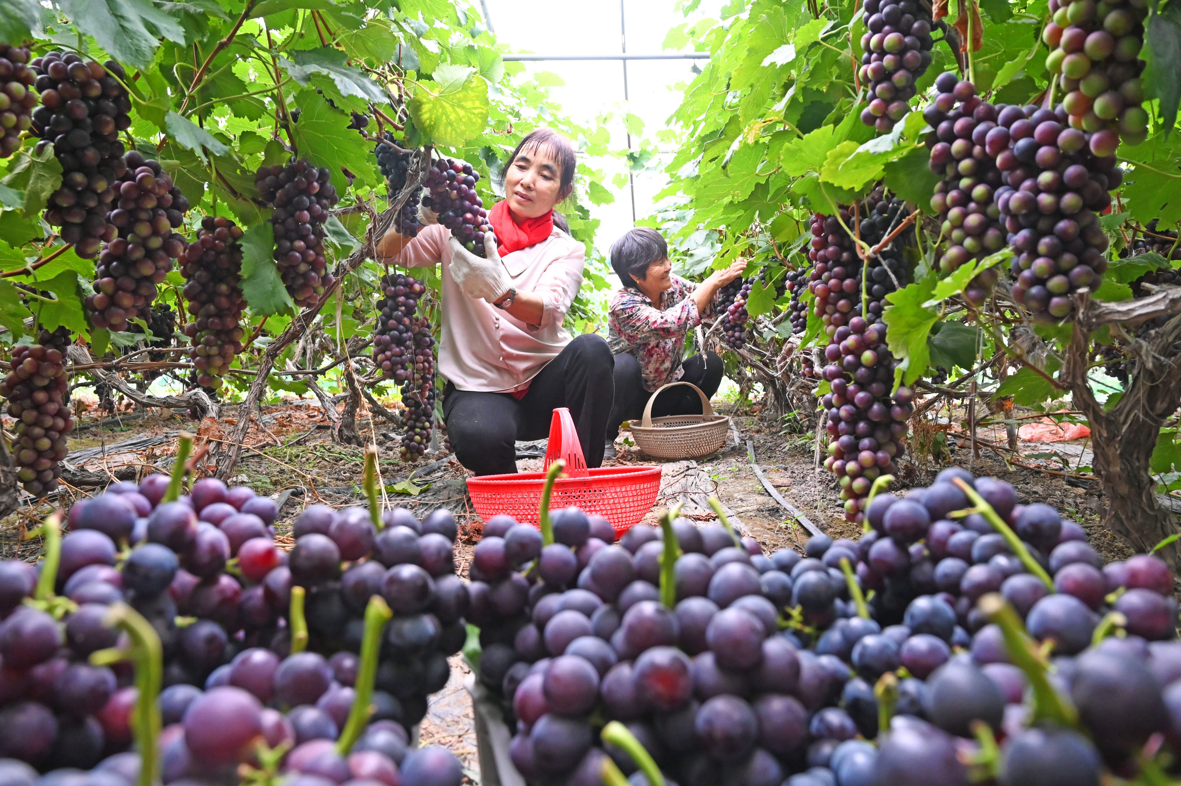 Farmers pick grapes in Xuzhou, Jiangsu province on June 6, 2025. Photo: VCG via Getty Images