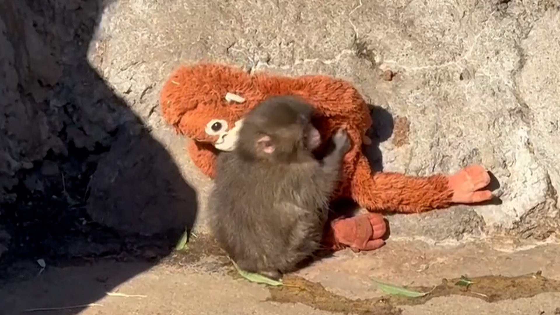 Punch the abandoned baby monkey