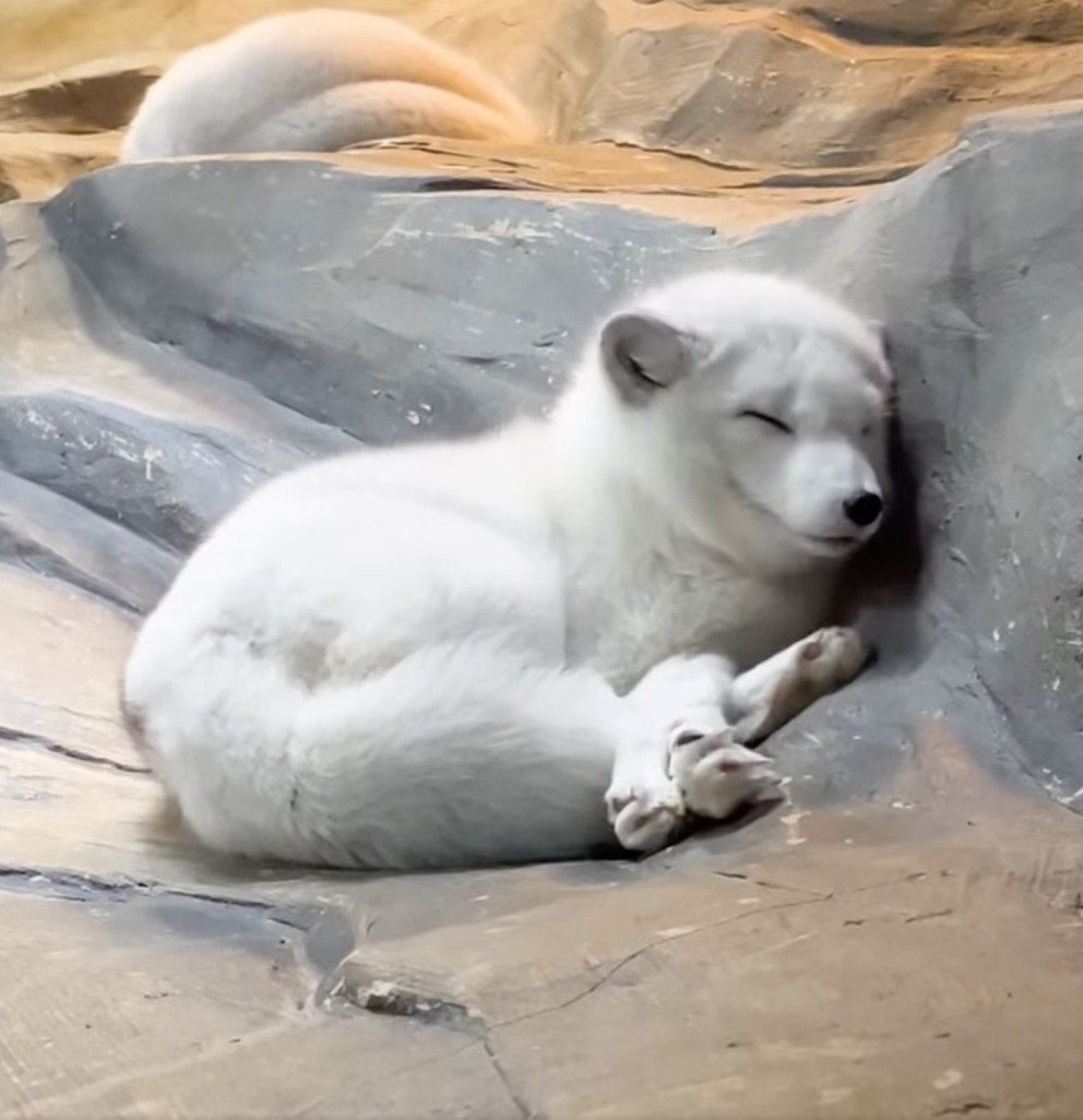 Arctic fox “Siu Go” has died of old age. Photo: Ocean Park