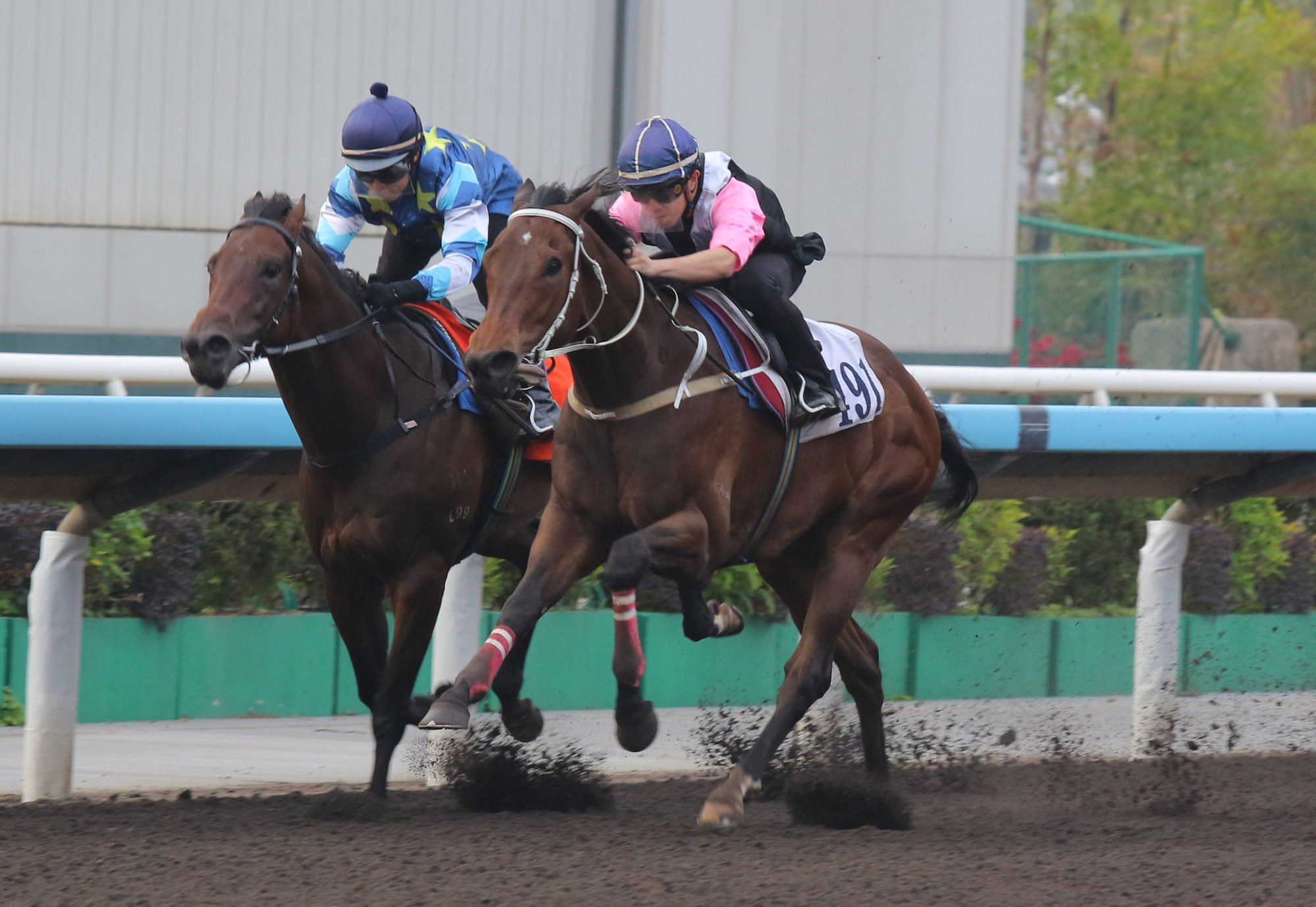 Beauty Bolt (outside) in action in a dirt trial last week.