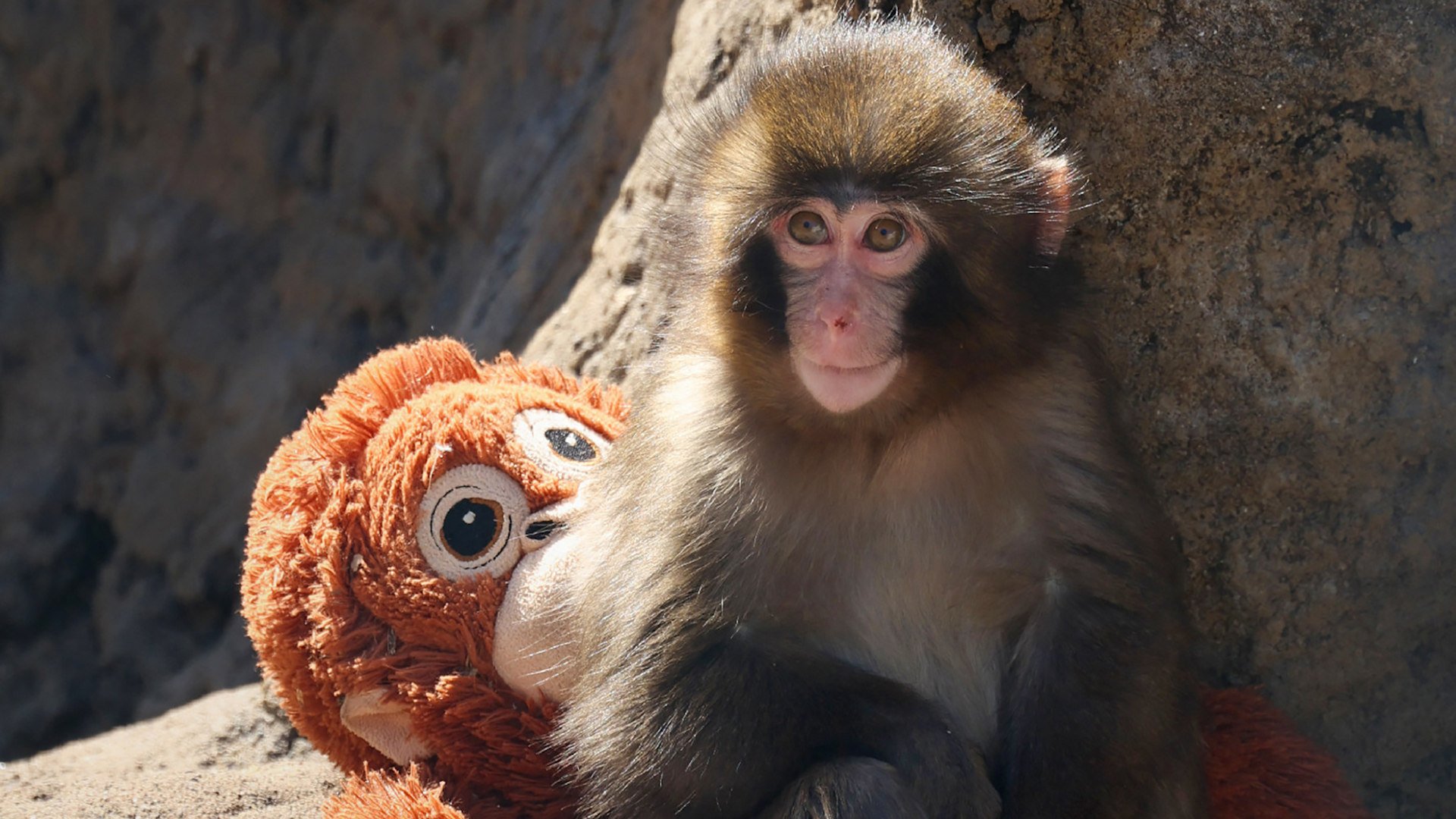 Fans have been flocking to a zoo in Ichikawa, Japan, to catch a glimpse of a baby monkey who went viral on social media.
