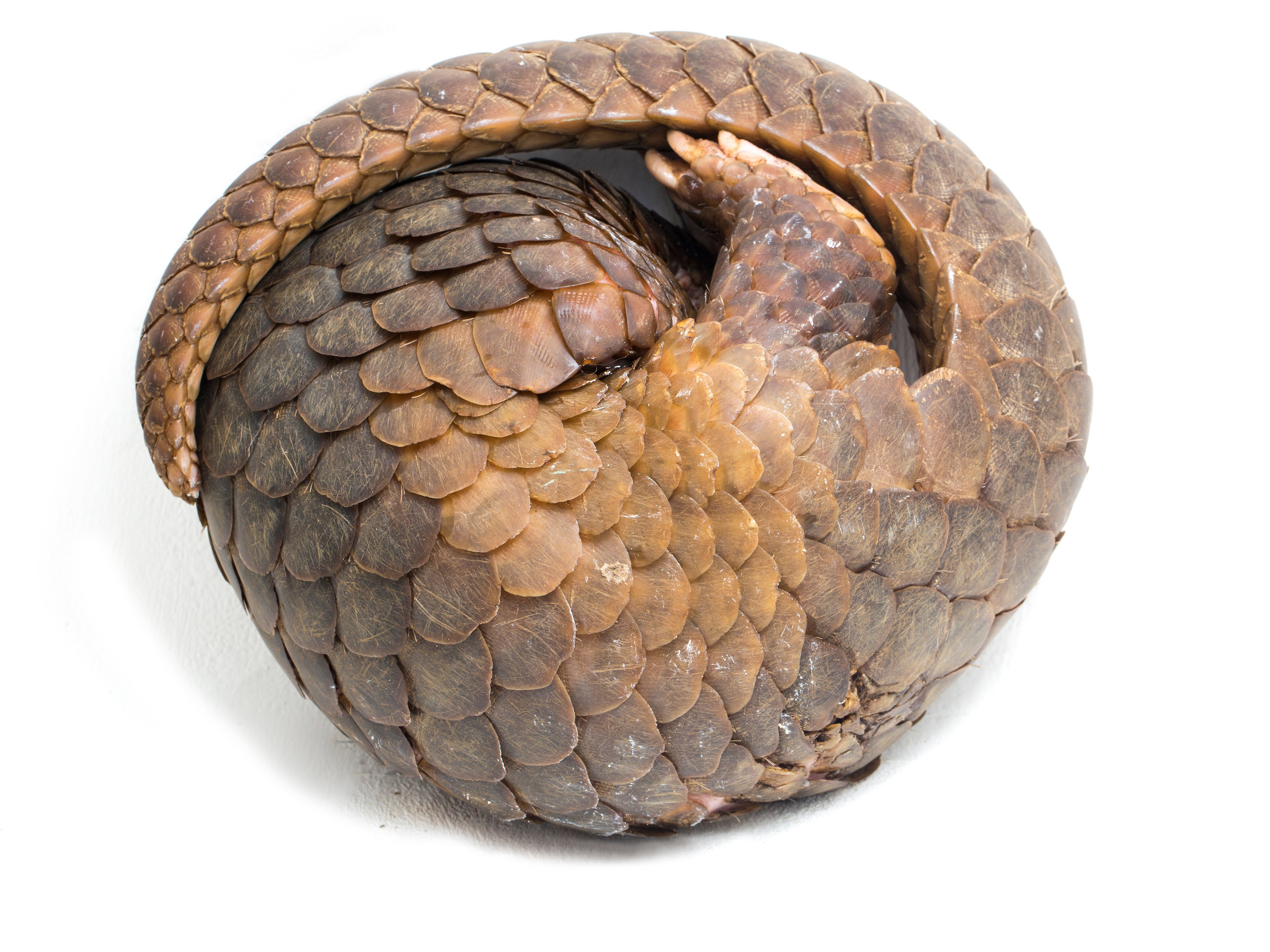 A Malaysian resort was raided for serving illegal pangolin soup and meat in Sabah. Photo: Shutterstock