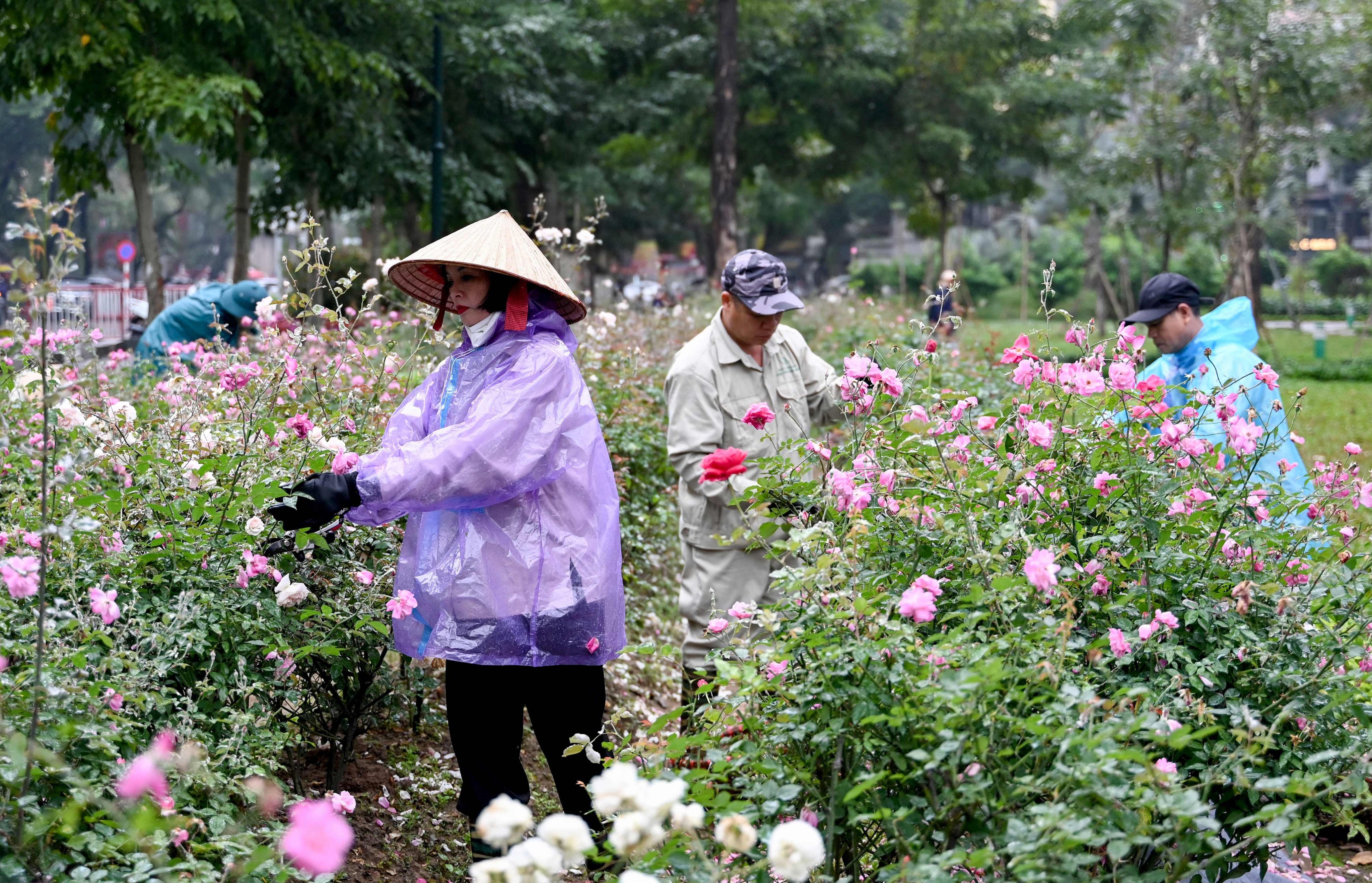 Workers tend to roses in Thong Nhat Park in Hanoi, Vietnam. Photo: AFP