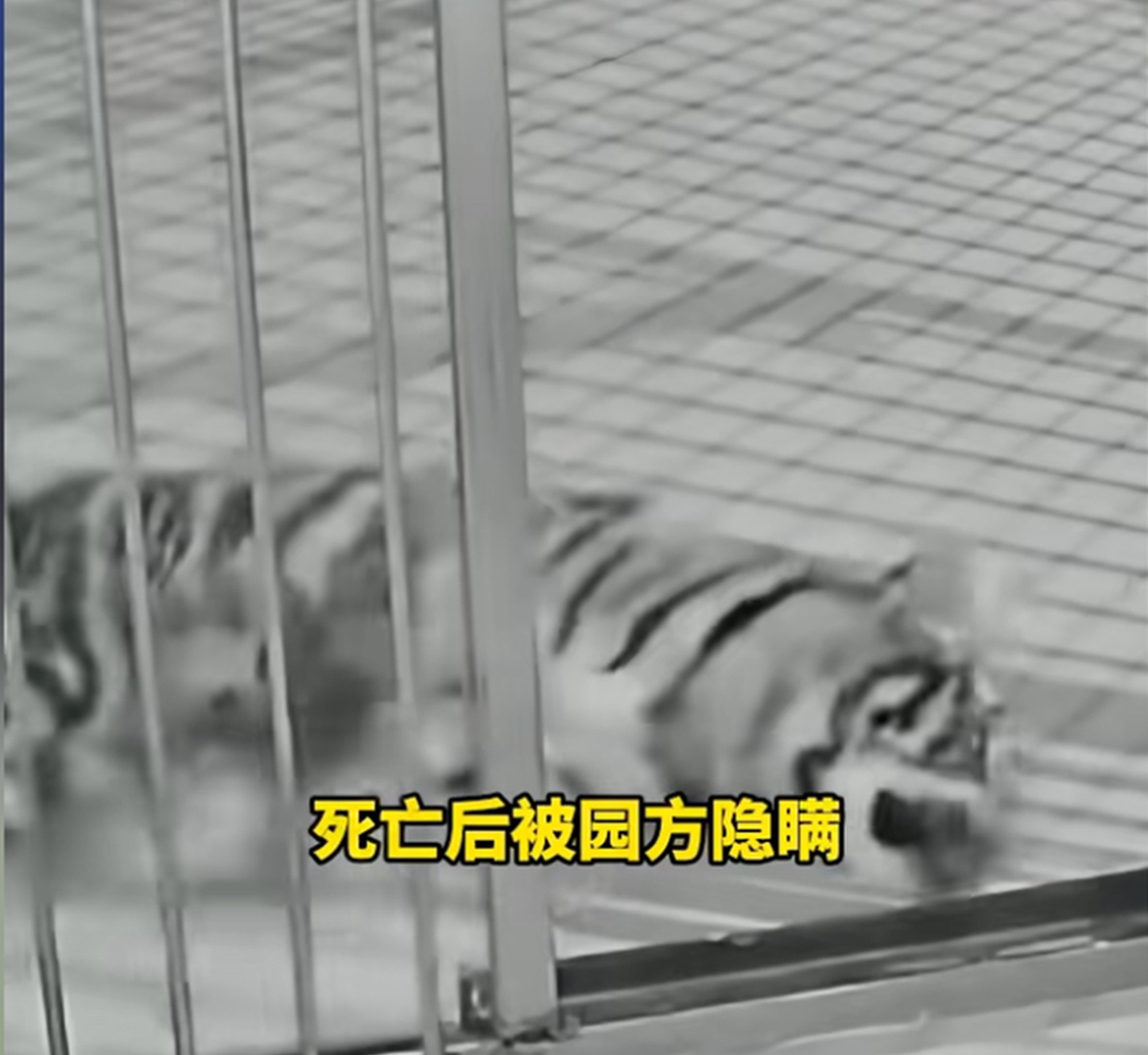 Nuannuan, the Siberian tiger which is at the centre of the animal park row. Photo: Douyin Nuannuan, the Siberian tiger which is at the centre of the animal park row. Photo: Douyin