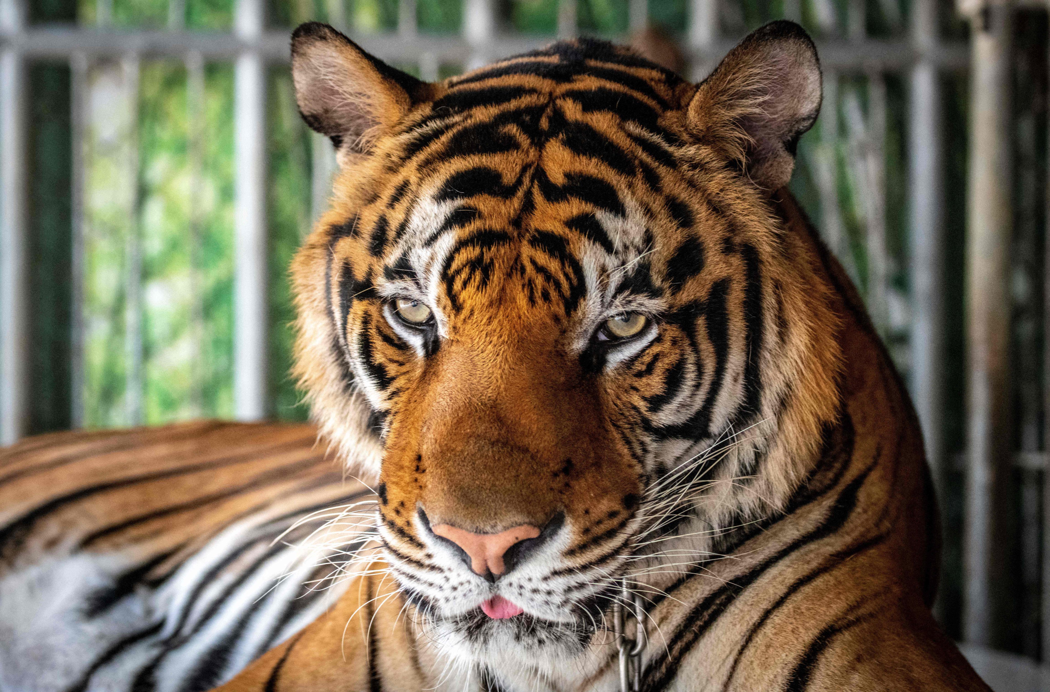A tiger chained to be photographed by tourists is seen at a tiger park in Pattaya, Thailand. Photo: AFP