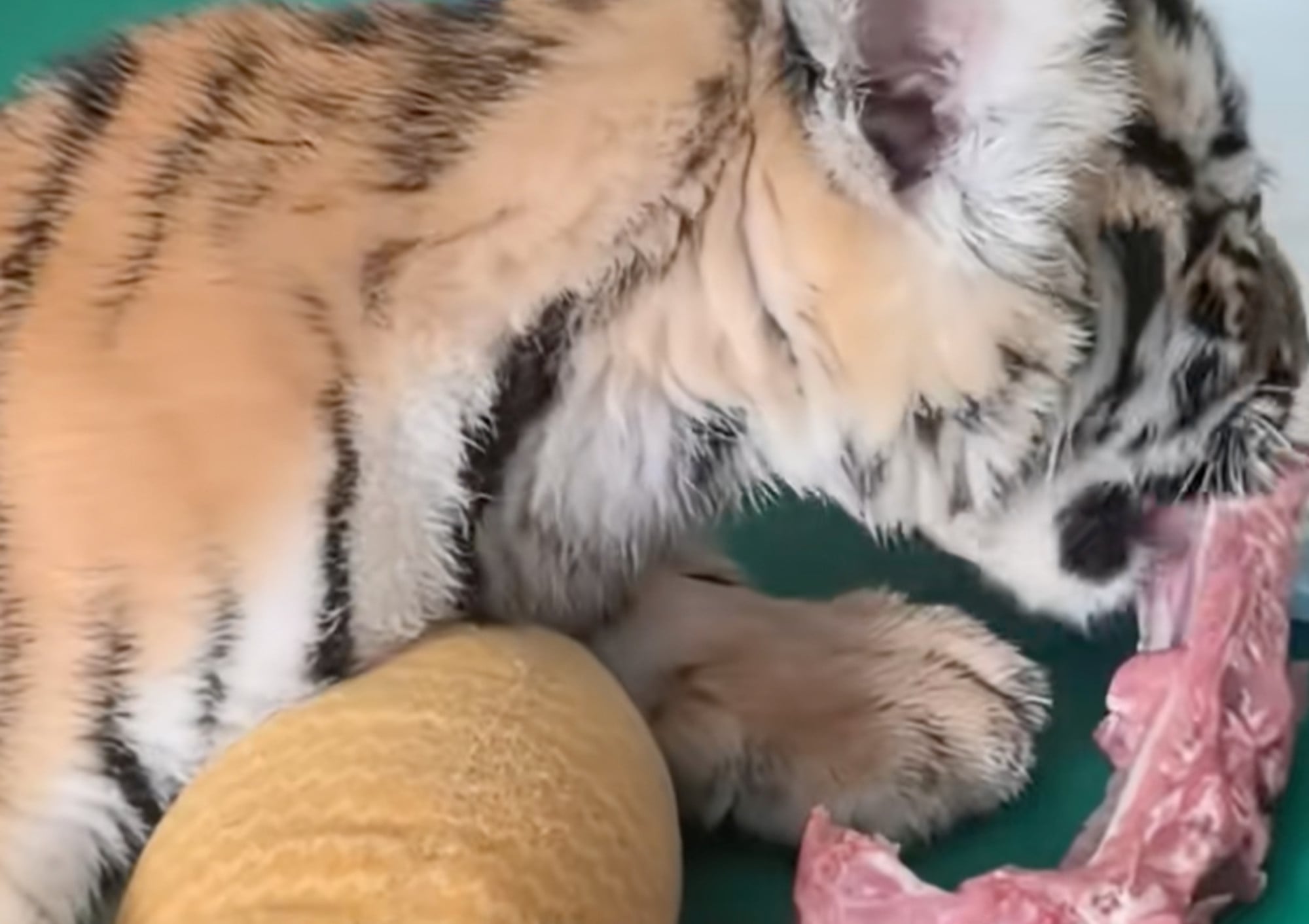 An image from a video shows Nuannuan tucking into a sizeable chunk of meat. Photo: Douyin An image from a video shows Nuannuan tucking into a sizeable chunk of meat. Photo: Douyin