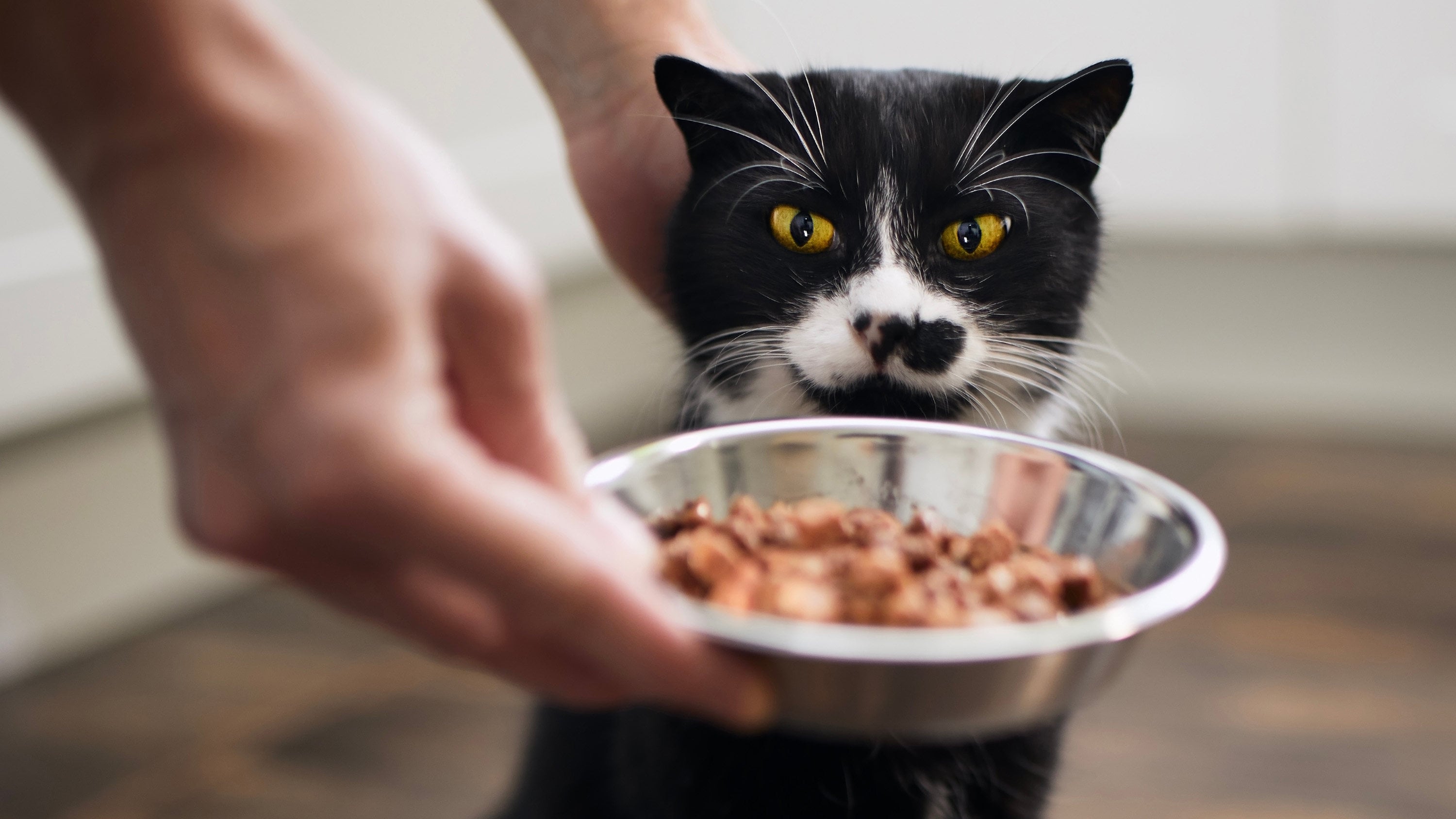 A young man made headlines during the Chinese New Year by earning US$23,000 in just one holiday week through his cat-feeding services, completing more than 2,000 orders with his team. Photo: Shutterstock