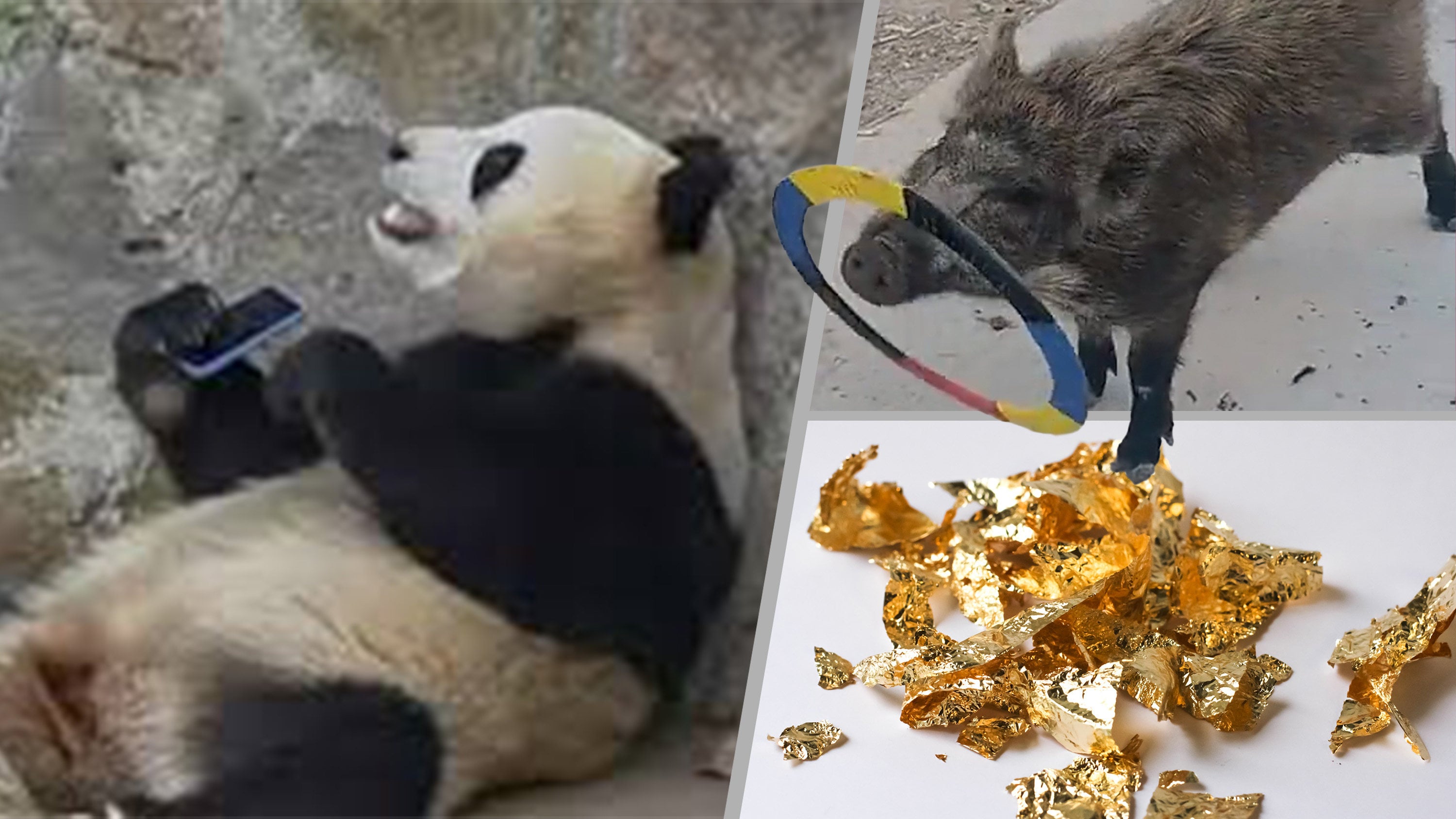 Quirky China: A zoo panda refuses to return a phone that was dropped into its enclosure, a talented piglet known for its ability to spin a plastic ring has been spared from becoming dinner and an affordable gold rush among country’s youth. Photo: SCMP composite/Shutterstock/Douyin/Weibo