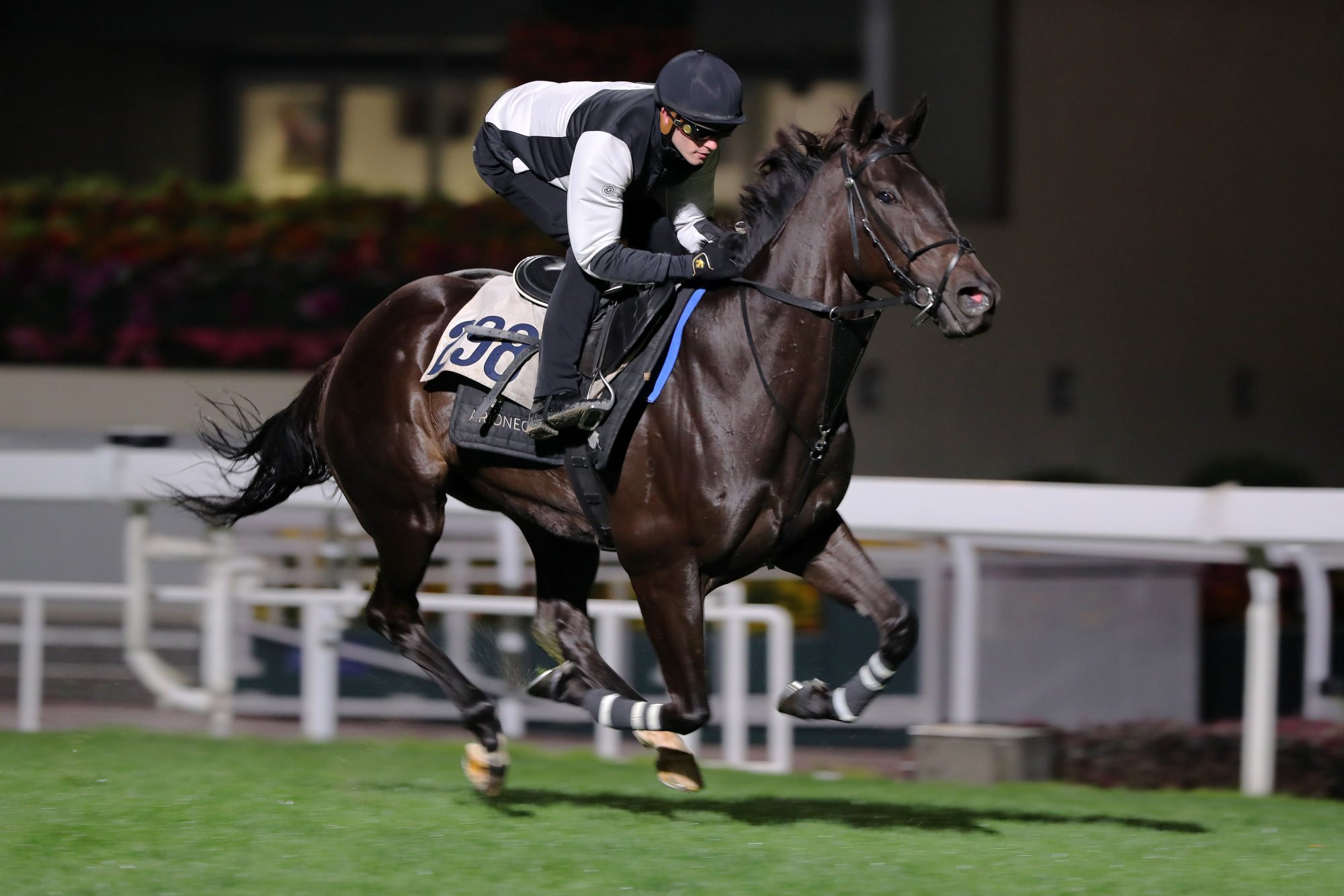 Dazzling Fit gallops at Sha Tin under Luke Ferraris on Tuesday. Dazzling Fit gallops at Sha Tin under Luke Ferraris on Tuesday.