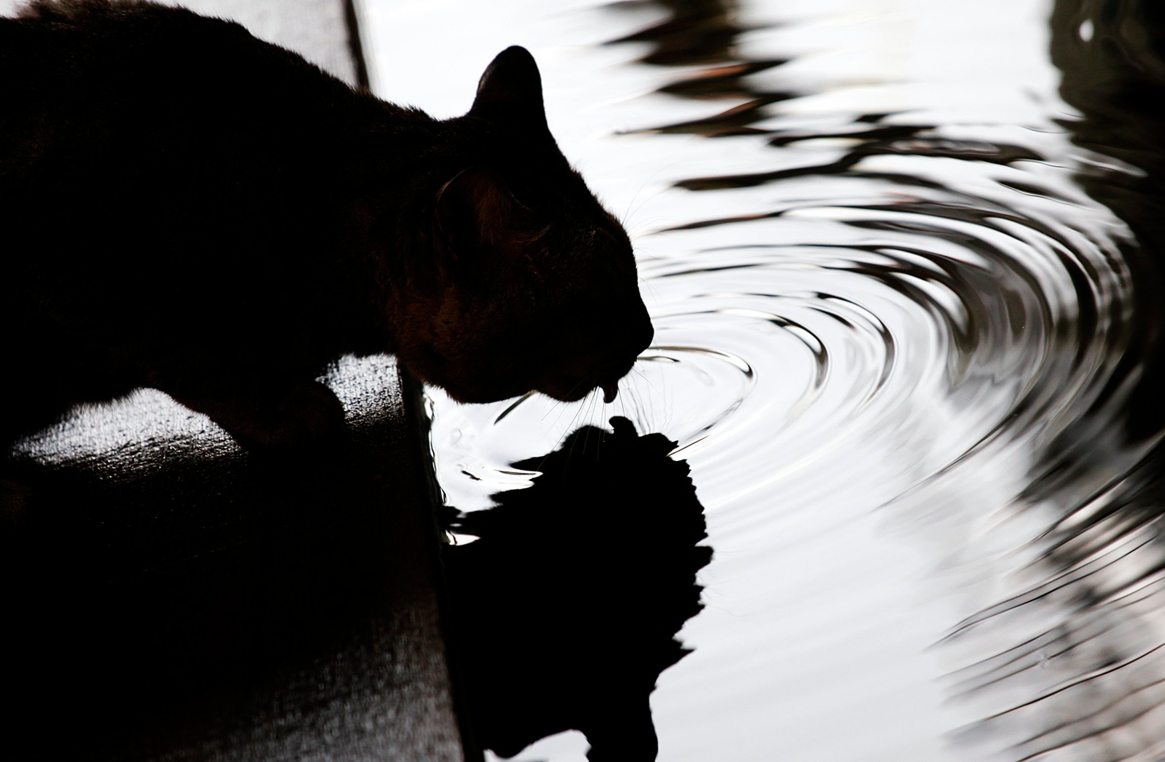 Cats drink water much more gracefully than dogs do. Photo: Shutterstock