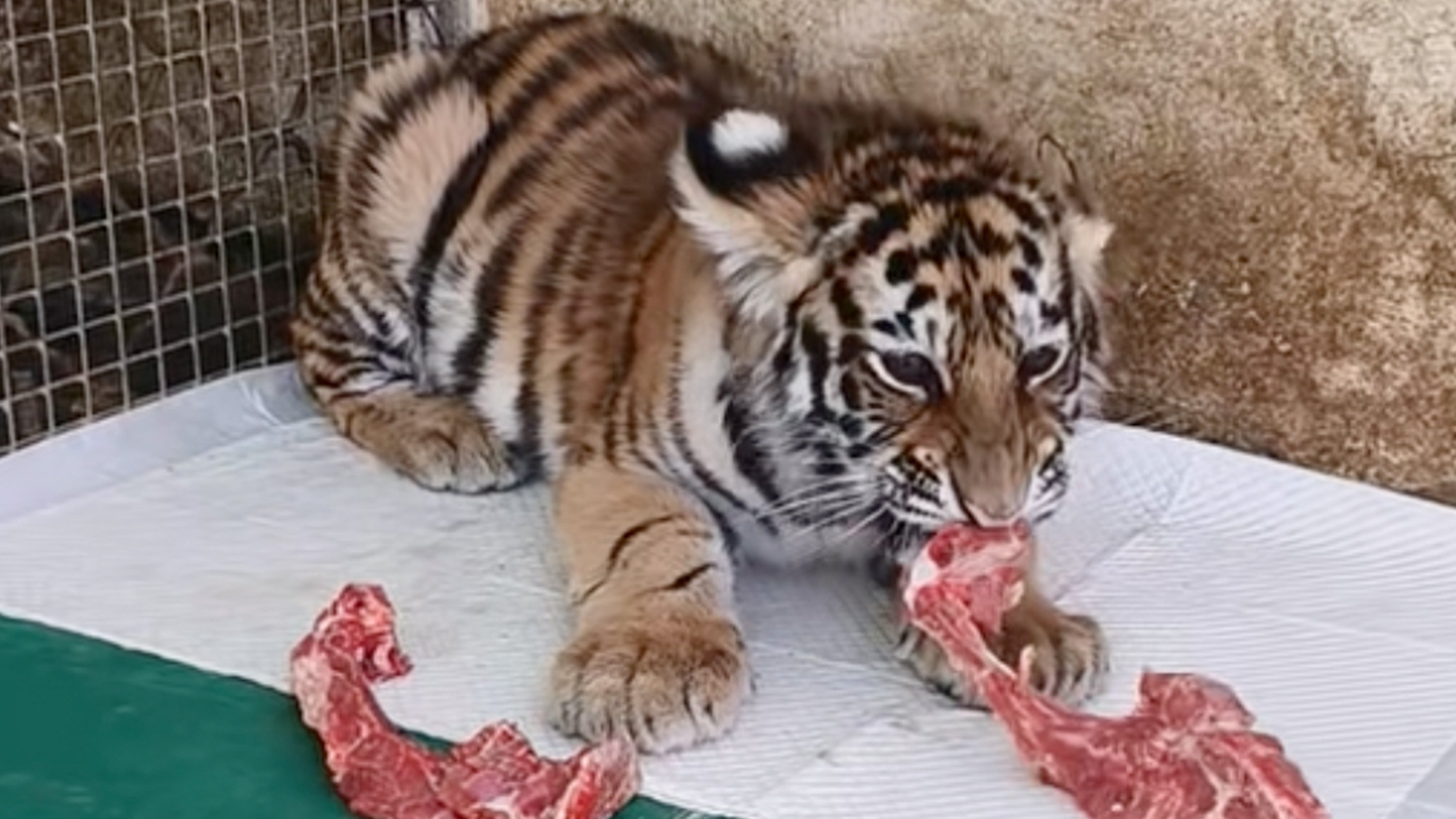 A zoo in China has faced a backlash for using old videos of a deceased tiger cub to seek donations labelled as “sponsor fees.” Photo: Douyin