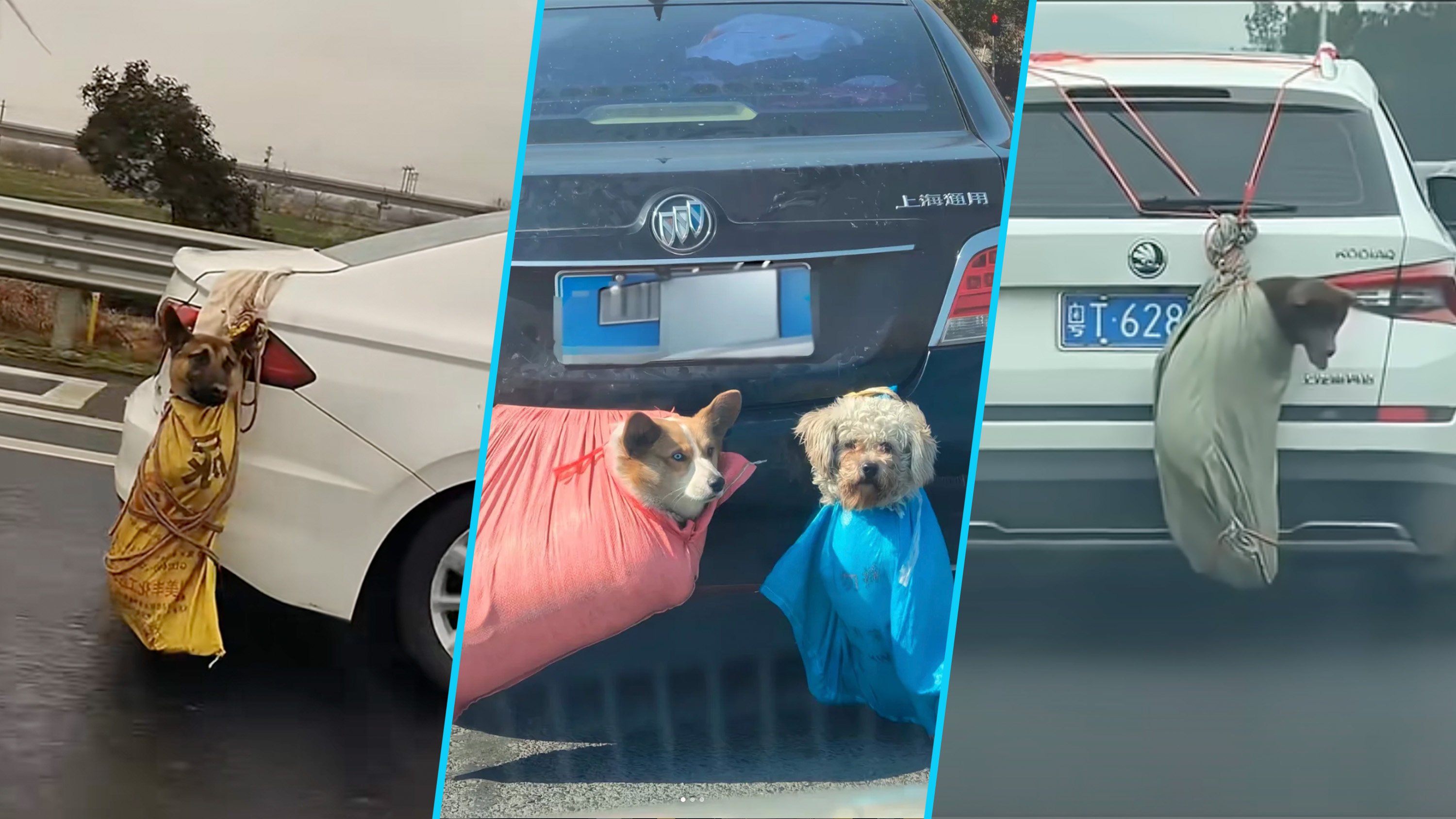 A man in China discovered 62 pet carcasses along a 300-kilometre stretch of highway, suggesting owners might have improperly transported them. Photo: SCMP composite/RedNote