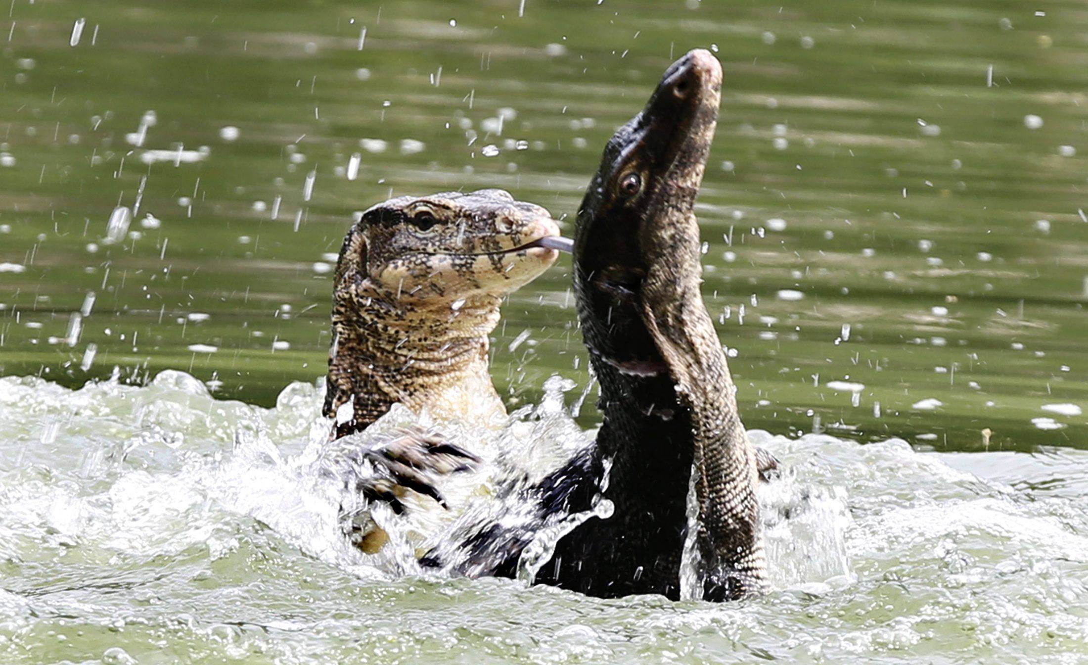 Monitor lizards are often drawn to the water, where they search for food, cool off or find shelter. In places like Thailand’s capital Bangkok, these impressive reptiles thrive in urban green spaces such as Lumphini Park and can be found in canals and waterways throughout the bustling city. Photo: dpa