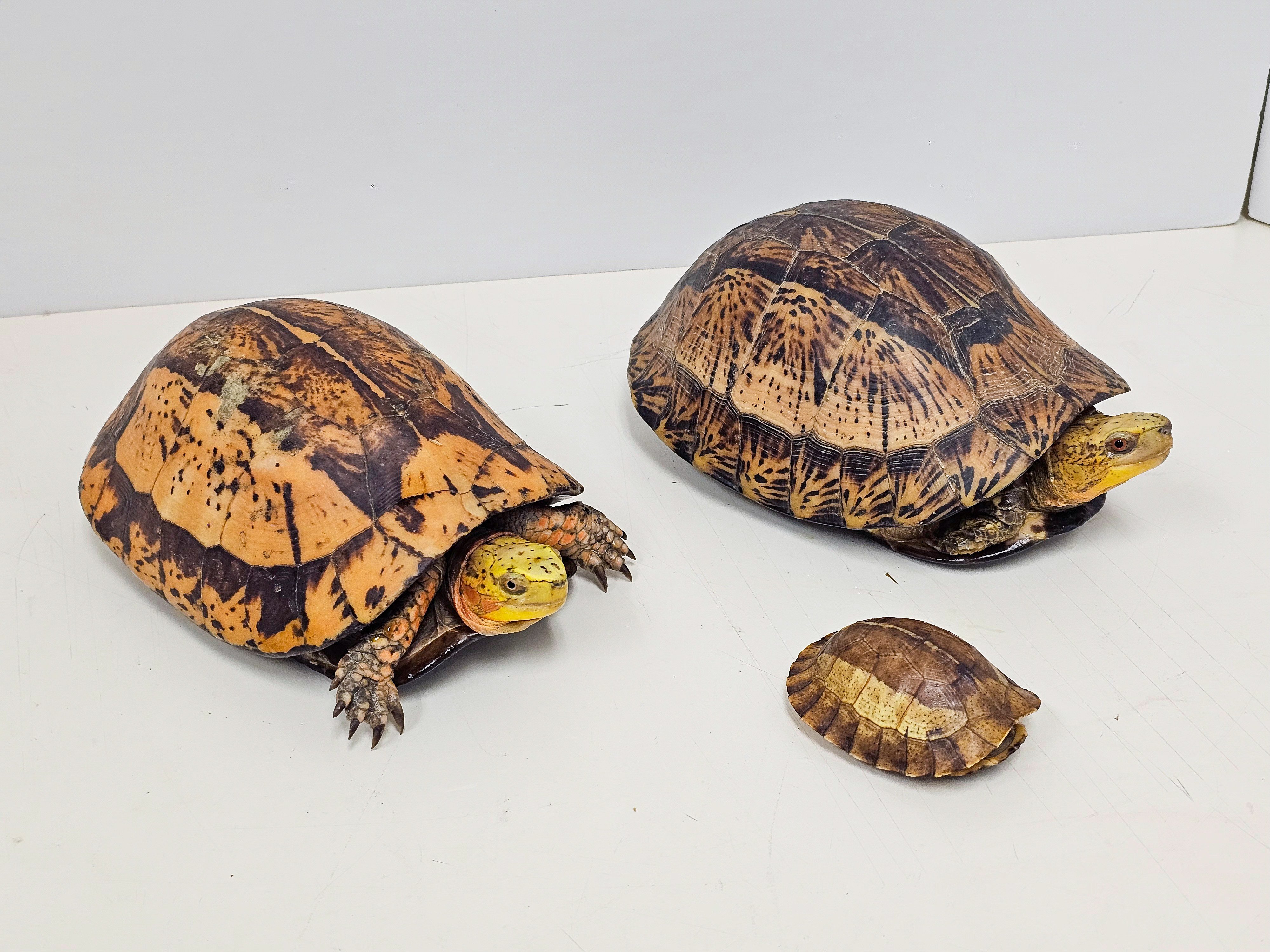 Six turtles – a big-headed turtle, three Indochinese box turtles, a black-breasted leaf turtle and a keeled box turtle – were also found on the premises. Photo: Handout