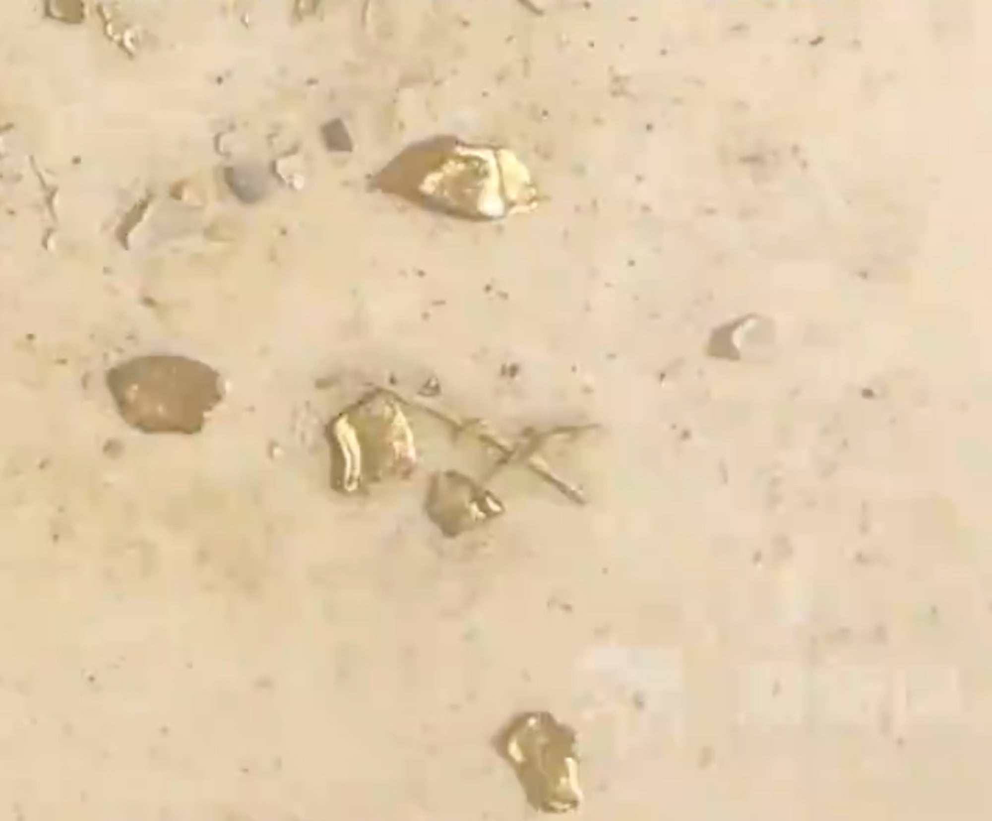 The particles of precious metal once they had been extracted from the bird. Photo: Handout