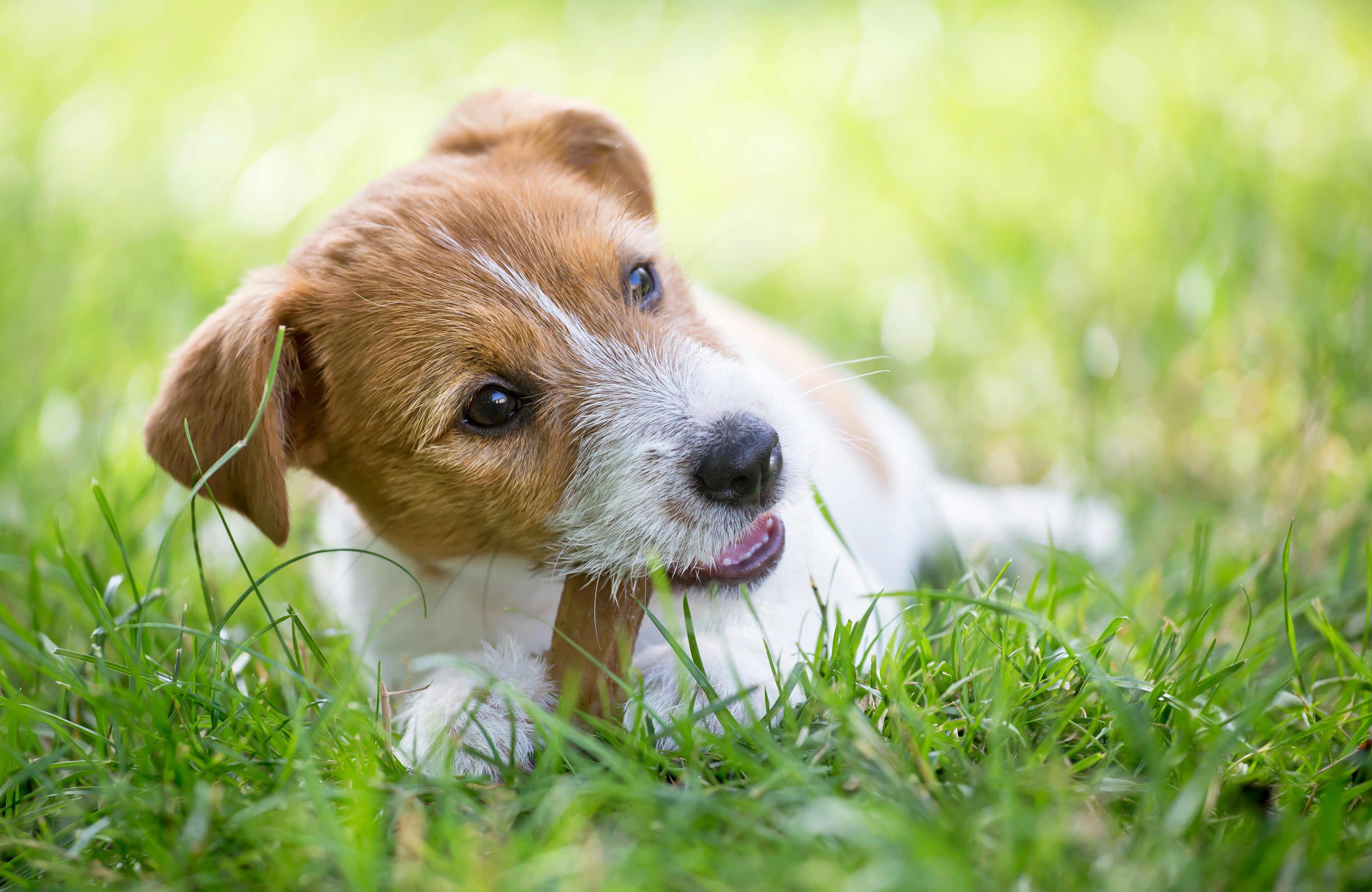 Dog dental disease, common in small breeds, can harm organs if untreated. Photo: Shutterstock