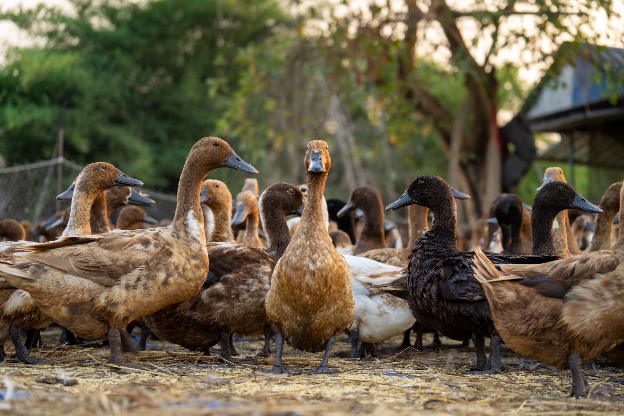 A flock of ducks waddling around a farm. Some online observers have cast doubt over the authenticity of the find. Photo: Shutterstock