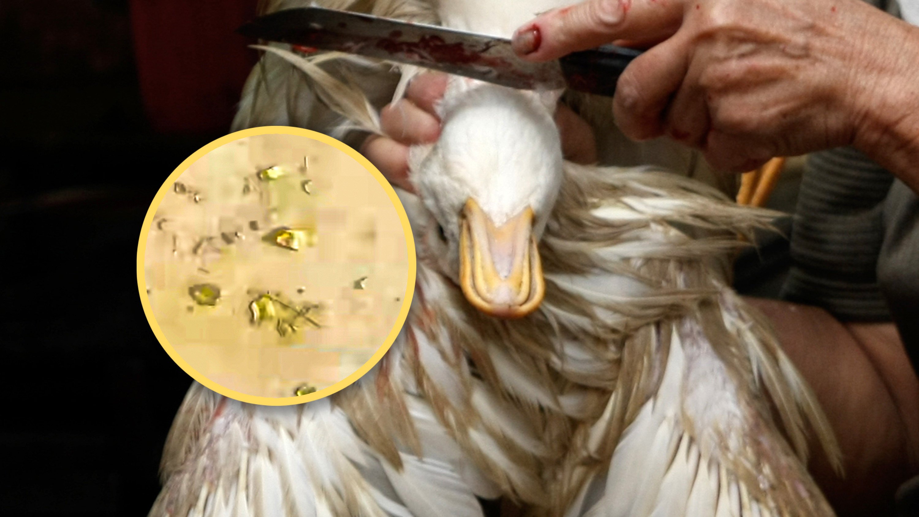 A man in China made an astonishing discovery while slaughtering a duck: he found real particles of gold in its stomach weighing about 10 grams. Photo: SCMP composite/Shutterstock/Douyin