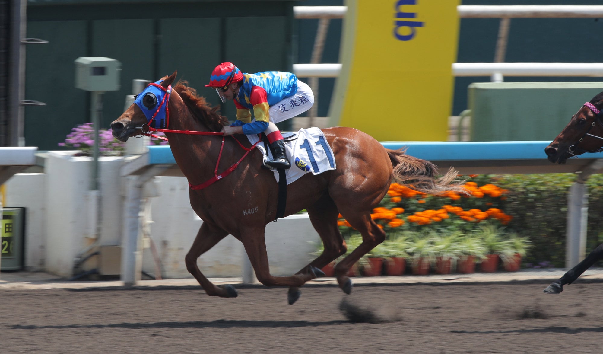 Juicy Dragon cruises home at Sha Tin. Juicy Dragon cruises home at Sha Tin.