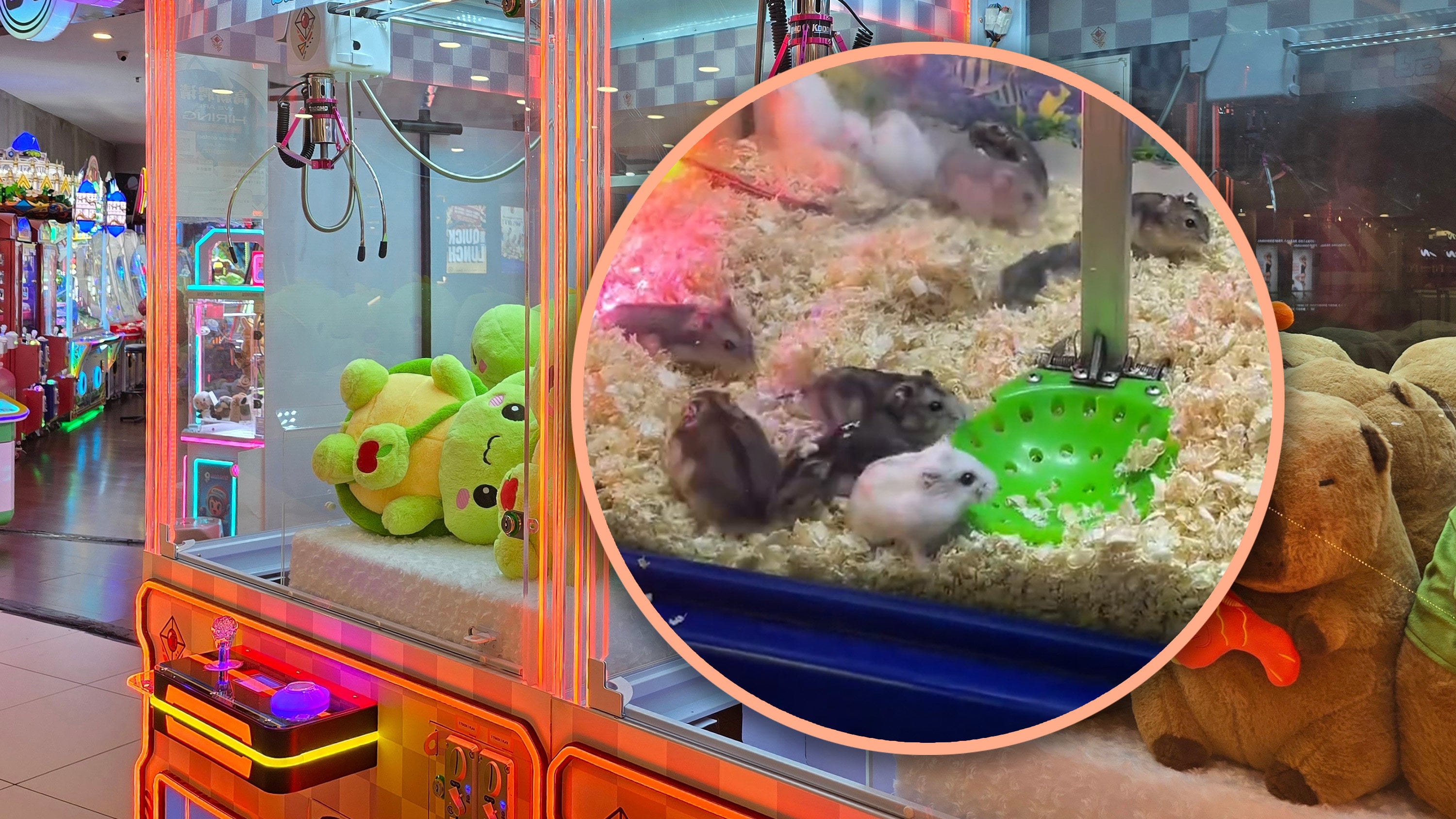 A Chinese game shop has faced a backlash for using live hamsters in a claw machine, resulting in them showing signs of stress. Photo: SCMP composite/Shutterstock/Douyin