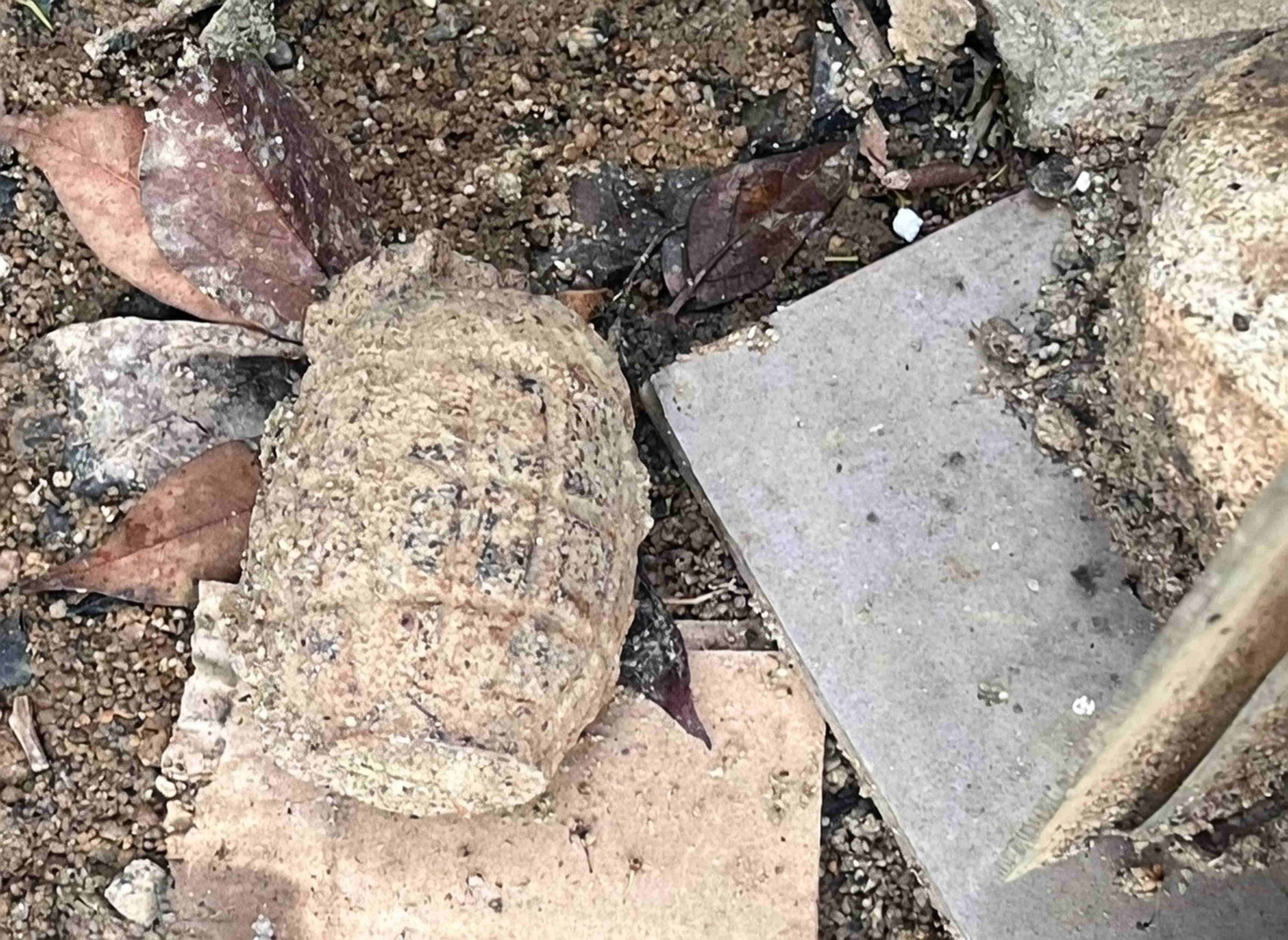Police and a bomb disposal team were deployed to a residential area in Happy Valley on Wednesday following reports of a suspected wartime grenade. Photo: Handout