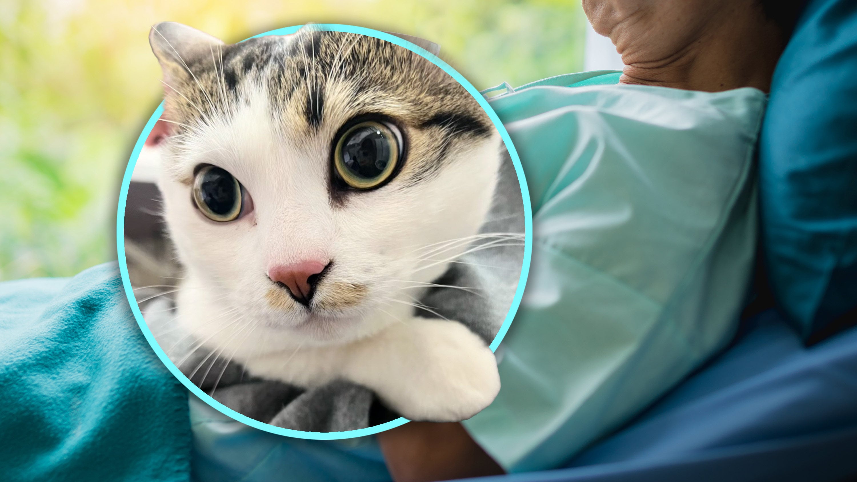 A Chinese pet shop owner discovered an abandoned cat left outside her store with a touching letter and cash from an elderly person facing surgery. Photo: SCMP composite/Shutterstock/Douyin