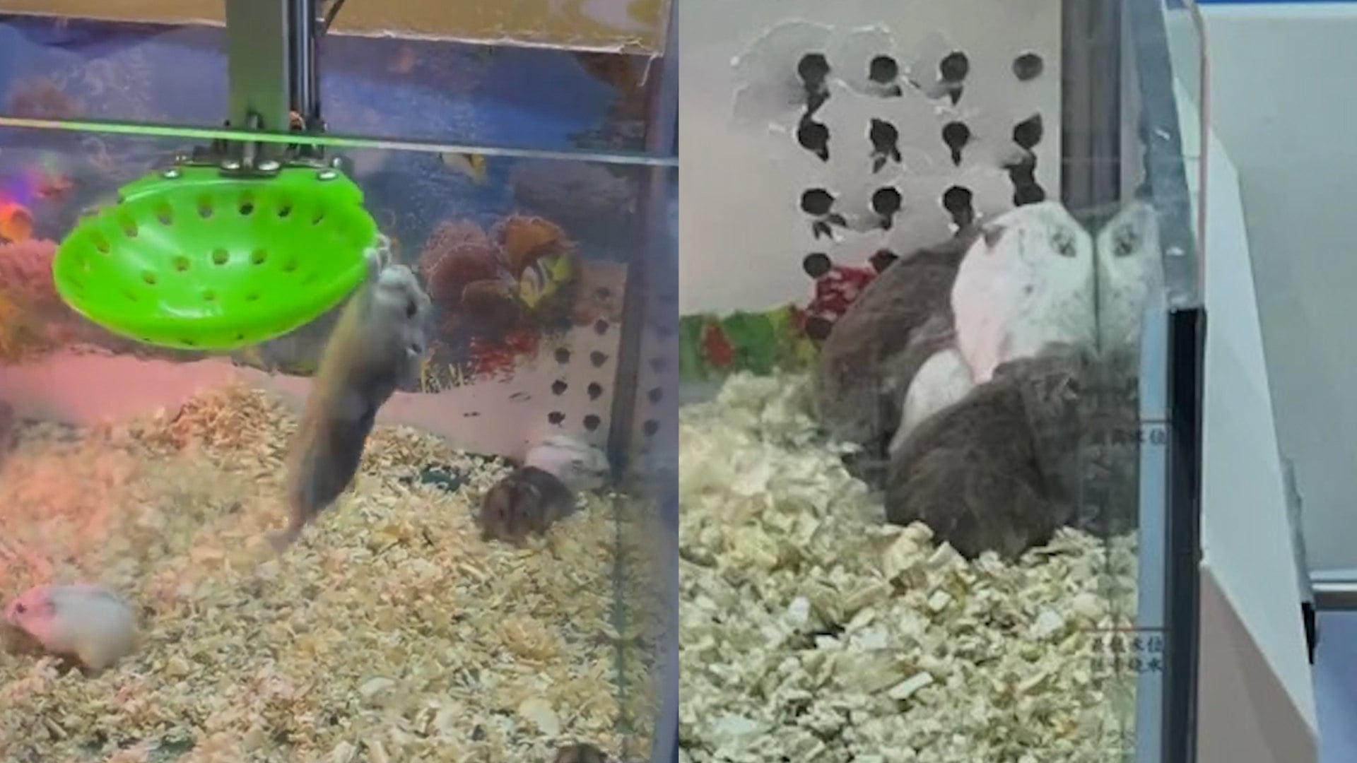 A live hamster claw machine in Shenzhen.