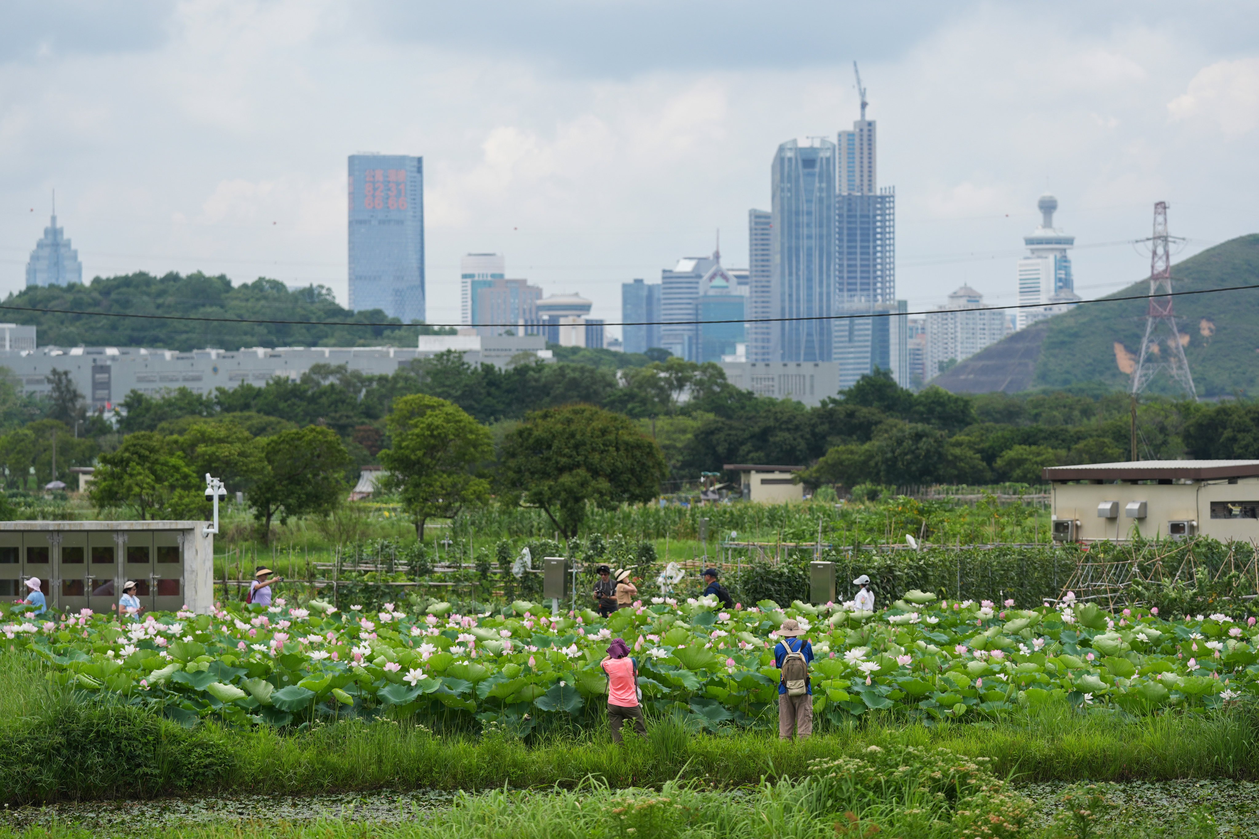 People admire blossoming lotus flowers at Long Valley Nature Park in Sheung Shui with the skyline of Shenzhen in the distance, on May 19, 2025. Photo: Eugene Lee