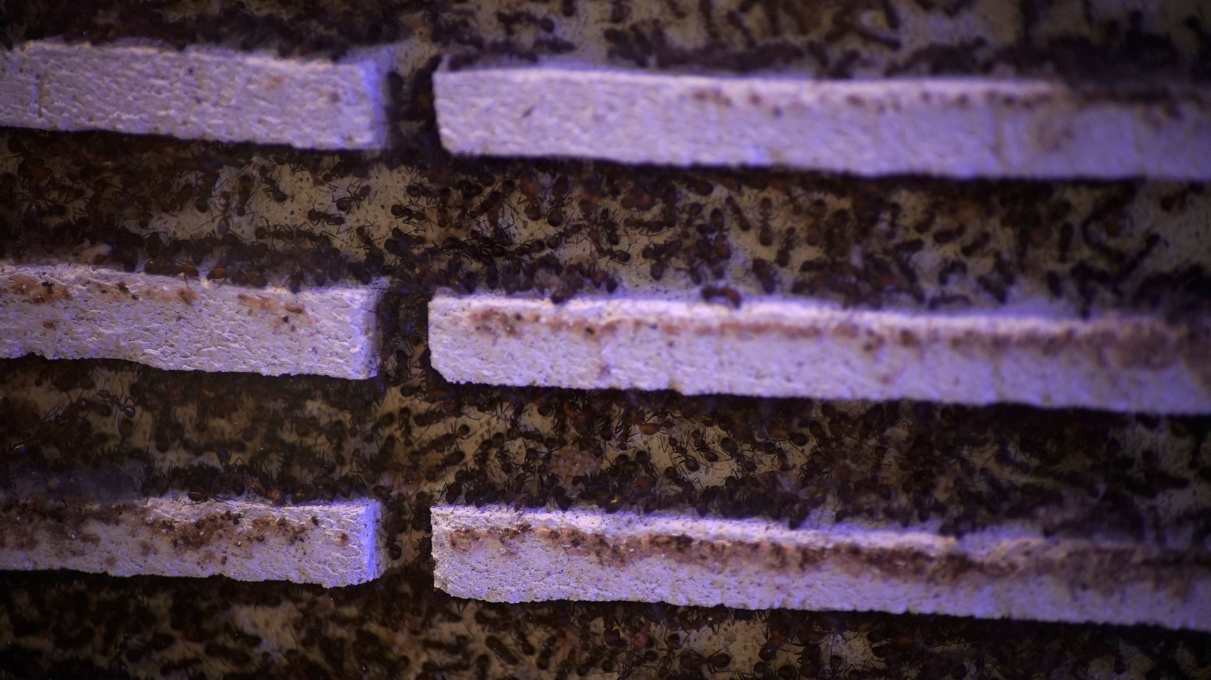 Kenya has seen a rise in ant smuggling and biopiracy. Photo: Reuters