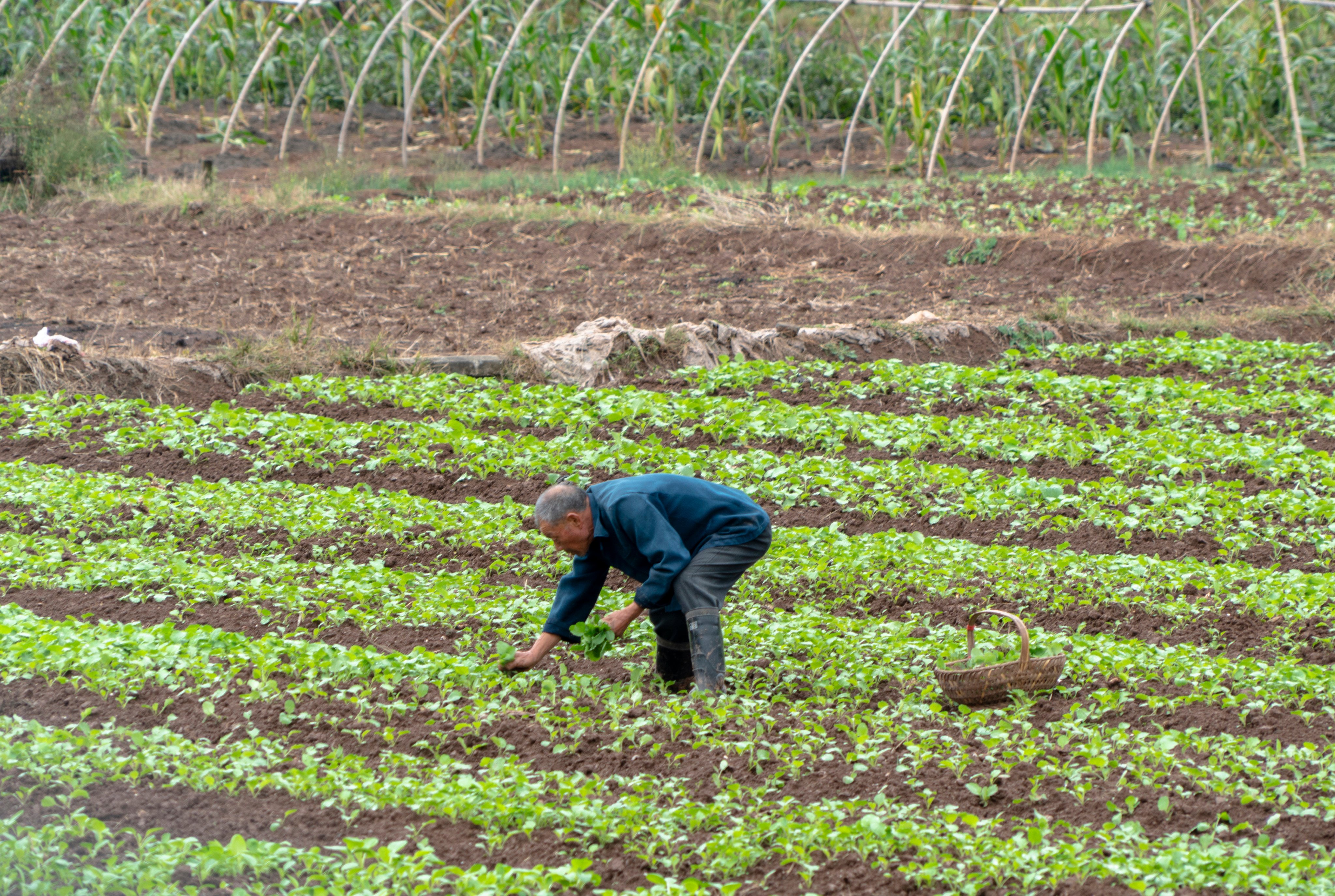 An elderly Chinese farmer works a vegetable field in Anhui province. Photo: Getty Images