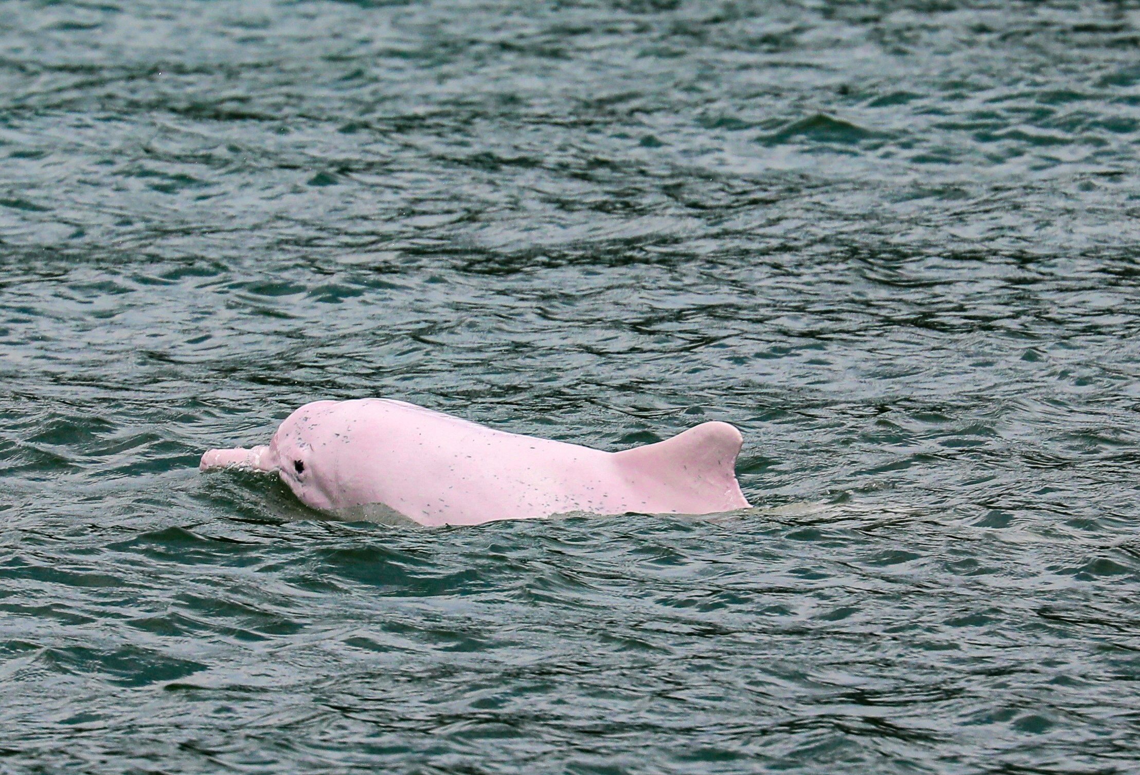 A  Chinese white dolphin swims in the waters around Lantau Island in Hong Kong. Photo: Xiaomei Chen