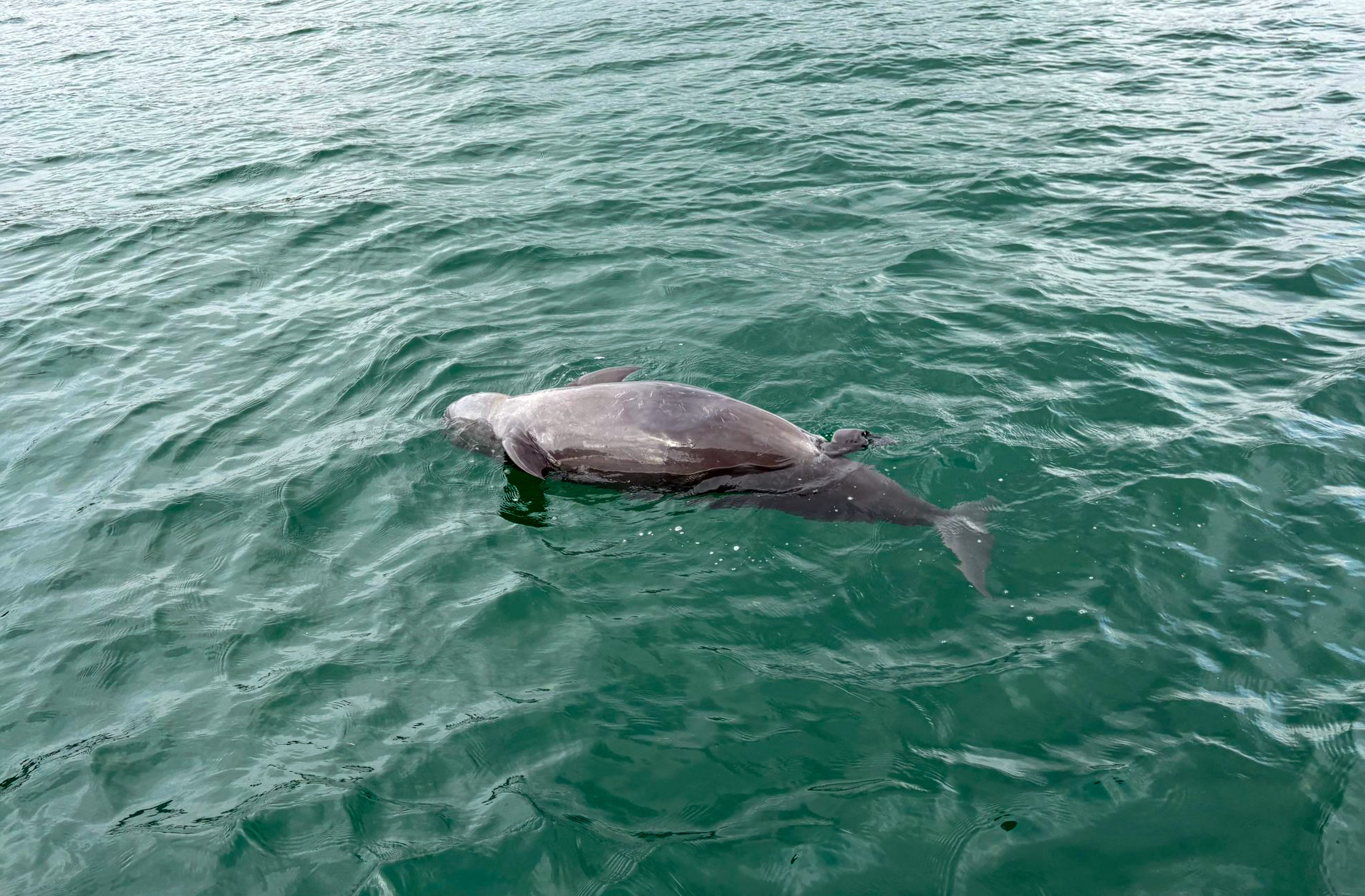 A dead porpoise was found in January near Ap Chau, one of Hong Kong’s outlying islands. A Hong Kong study has found harmful chemicals from electronics in dolphins and porpoises that washed up on the city’s beaches. Photo: Handout