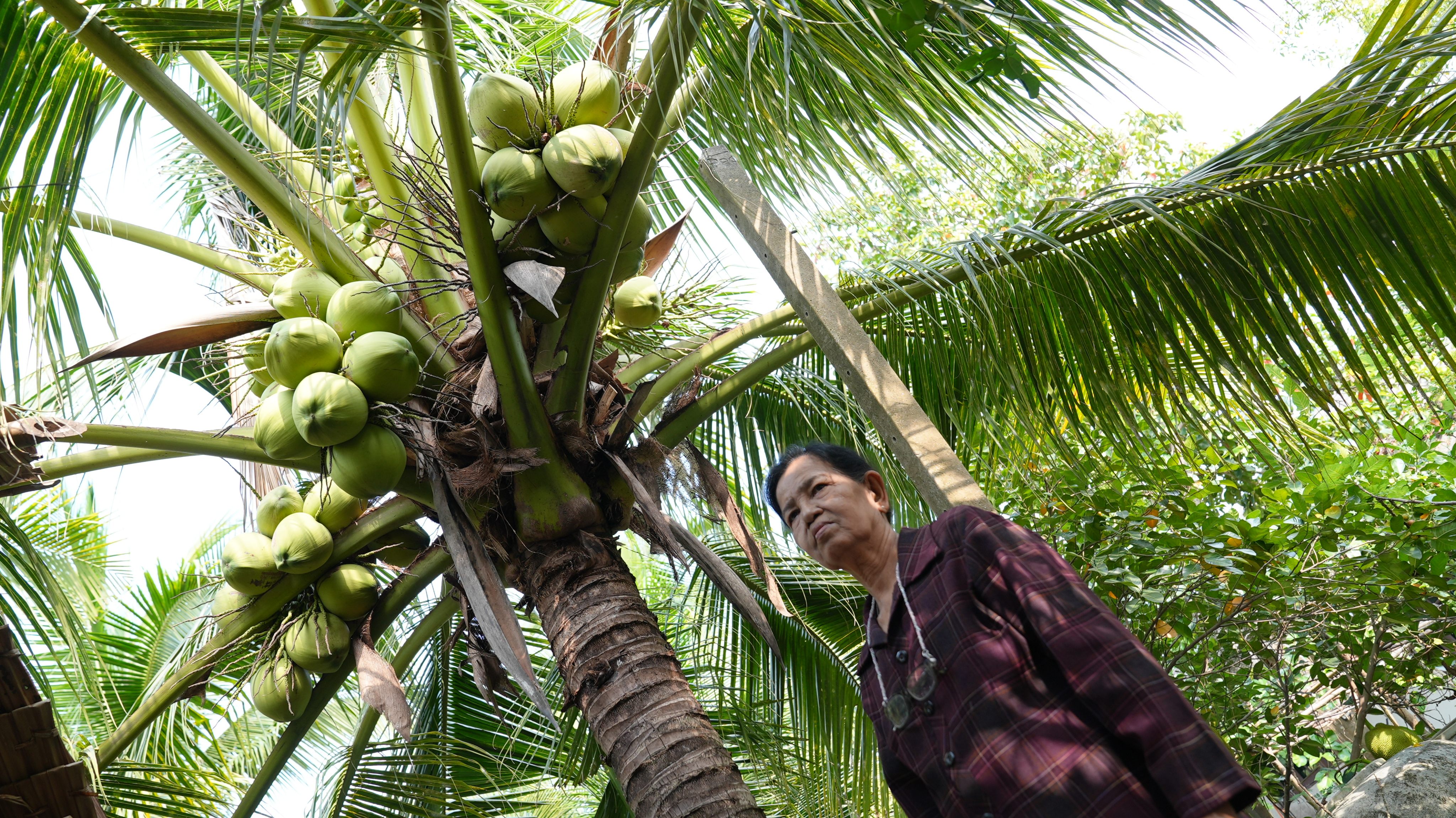 Thai coconut farmer Lamduan Haochareon. Photo: Aidan Jones