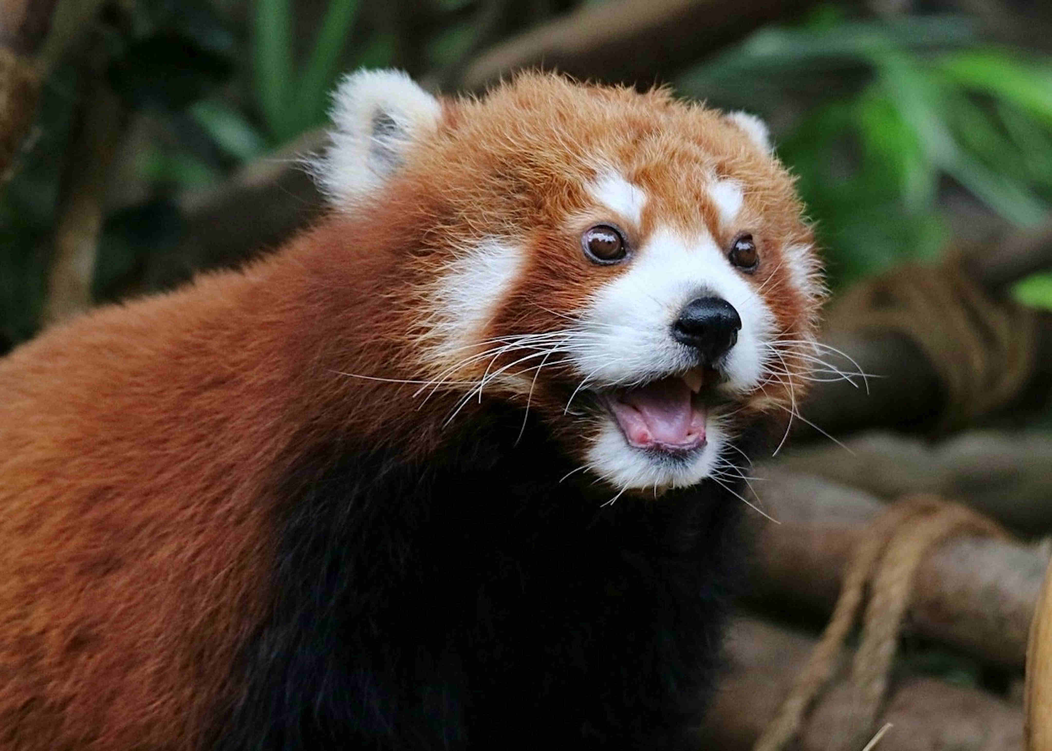Ocean Park has euthanised 17-year-old red panda Rou Rou to minimise her suffering from old age ailments. Photo: Handout
