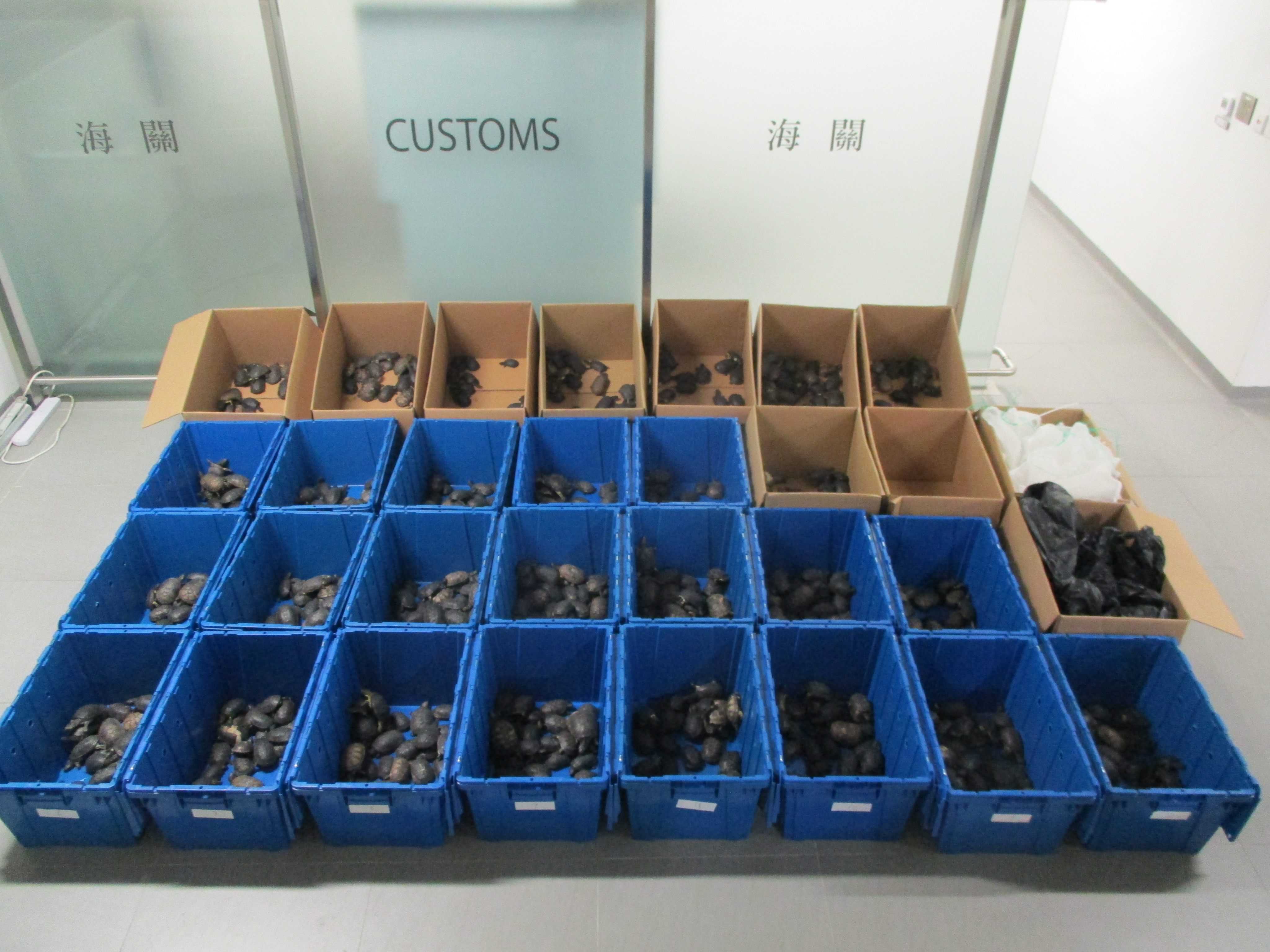 Hong Kong customs officers have seized 986 smuggled live turtles. Photo: Handout