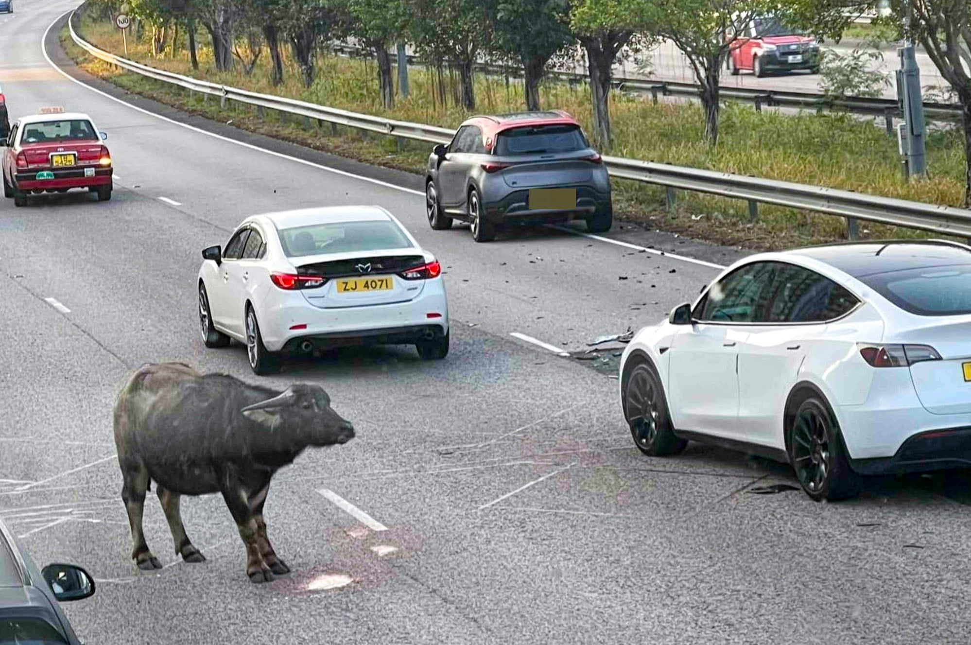 A buffalo was struck by a car on a highway in Yuen Long on Wednesday and later put down. Photo: Handout