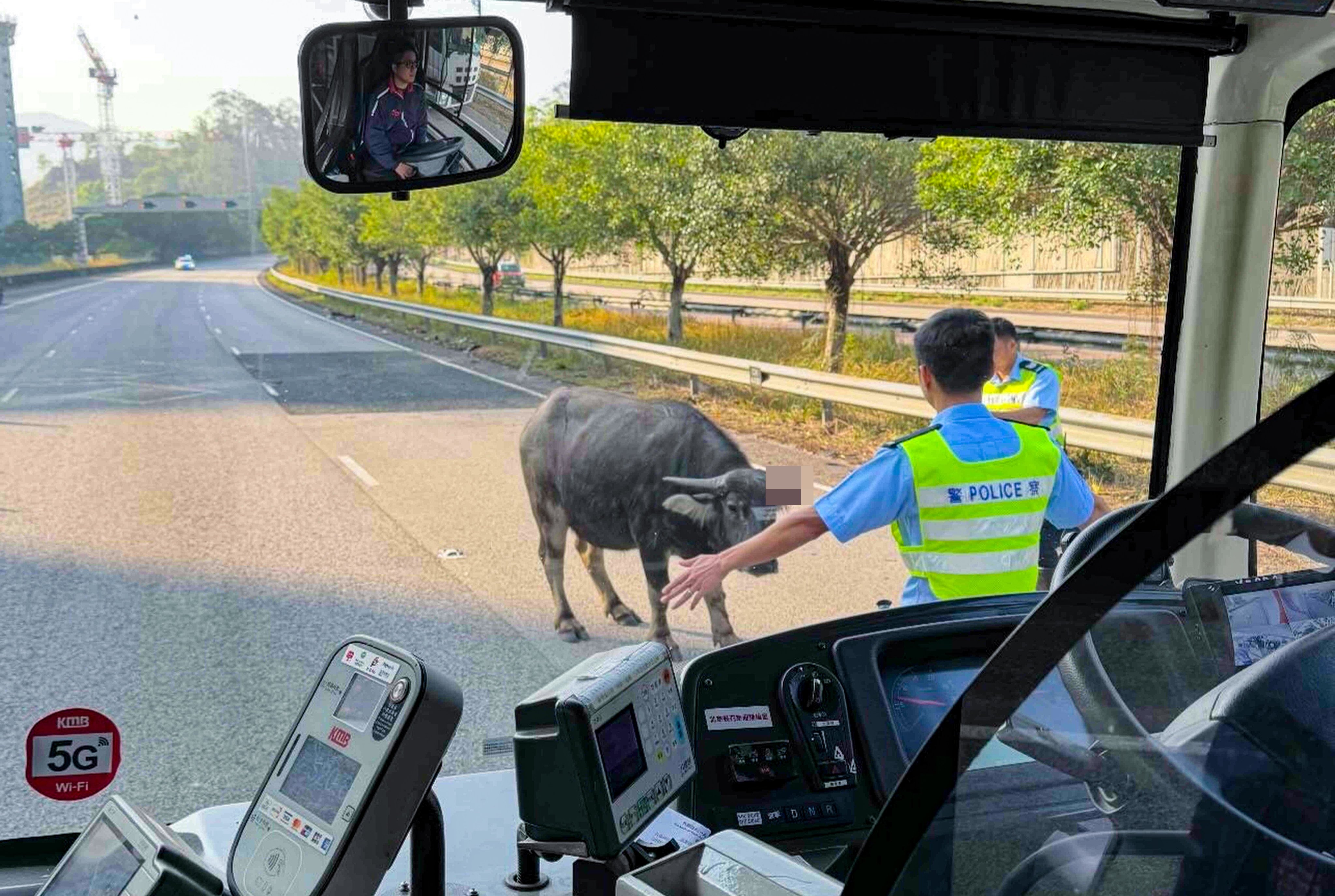 An injured buffalo on a Yuen Long highway brought rush-hour traffic to a standstill. Photo: Handout